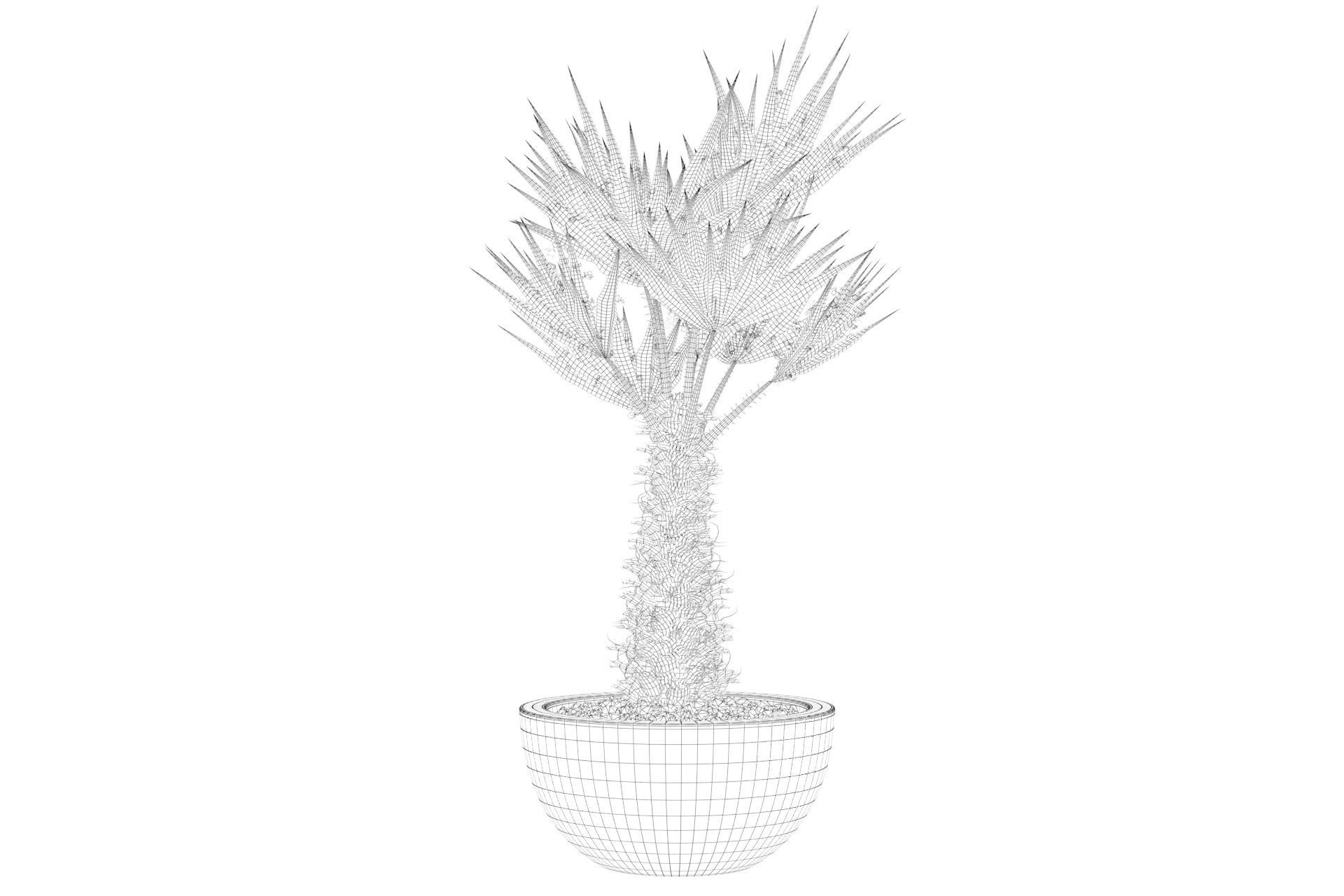 Chamaerops palm 3D model_43