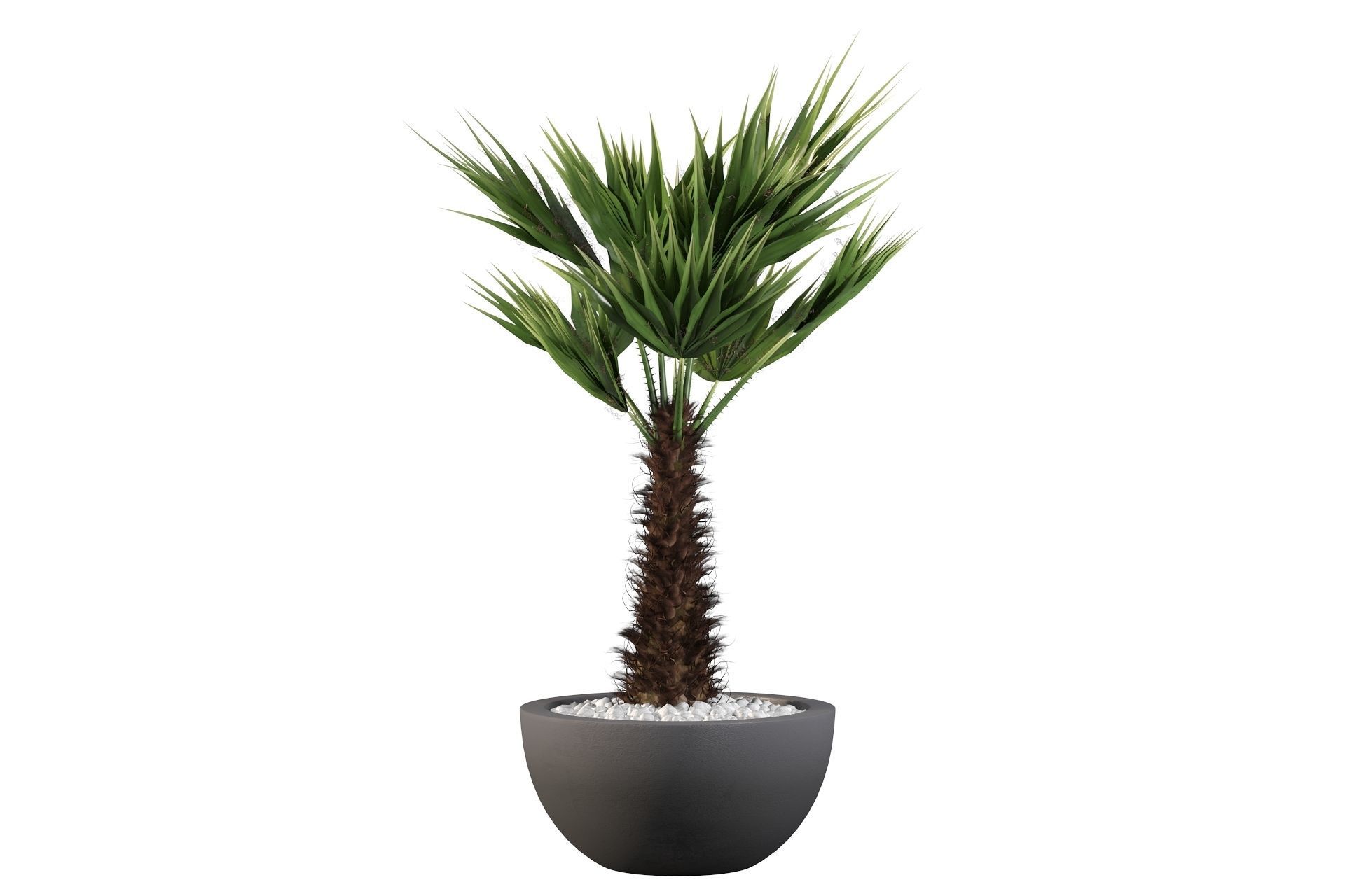 Chamaerops palm 3D model_1