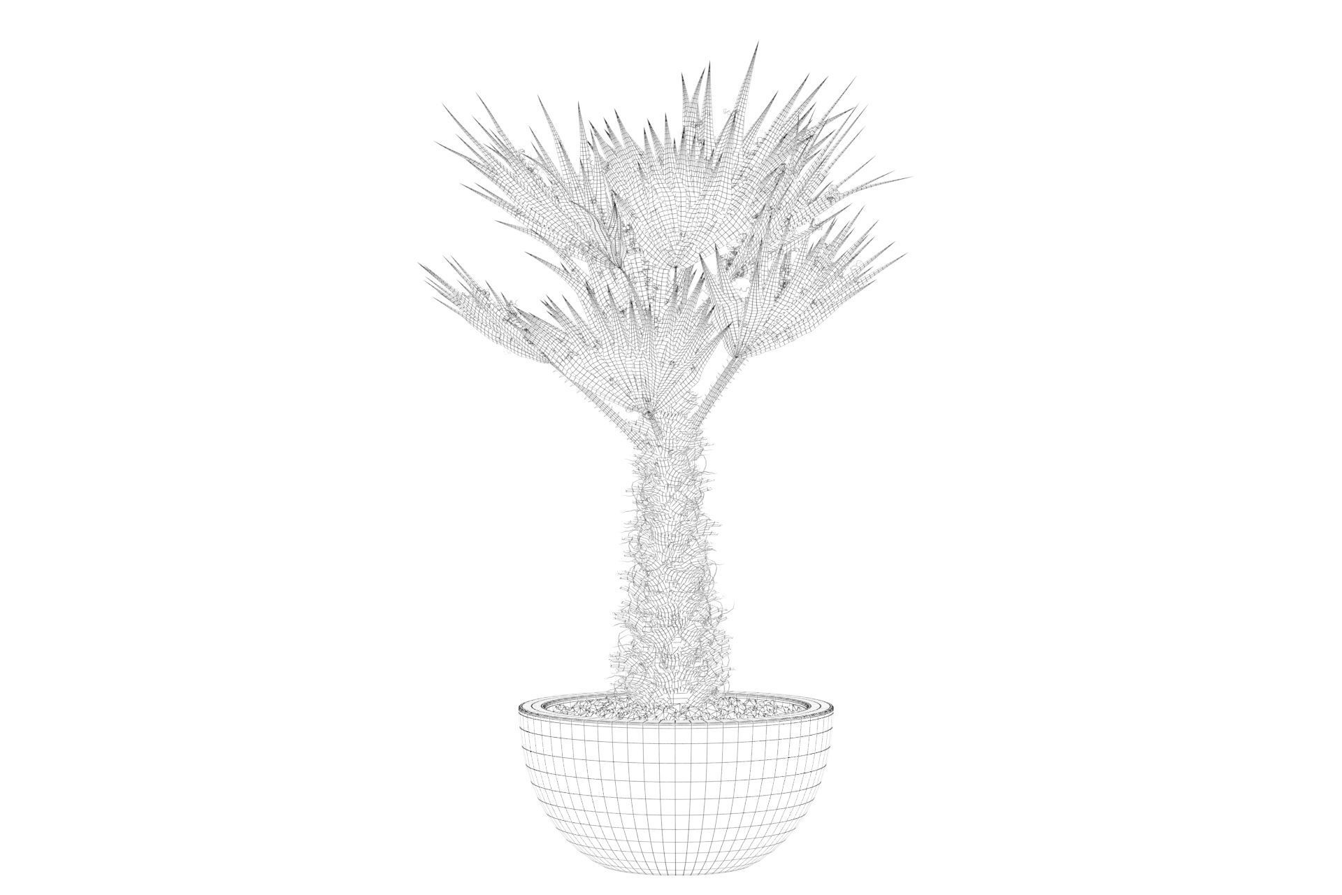 Chamaerops palm 3D model_51