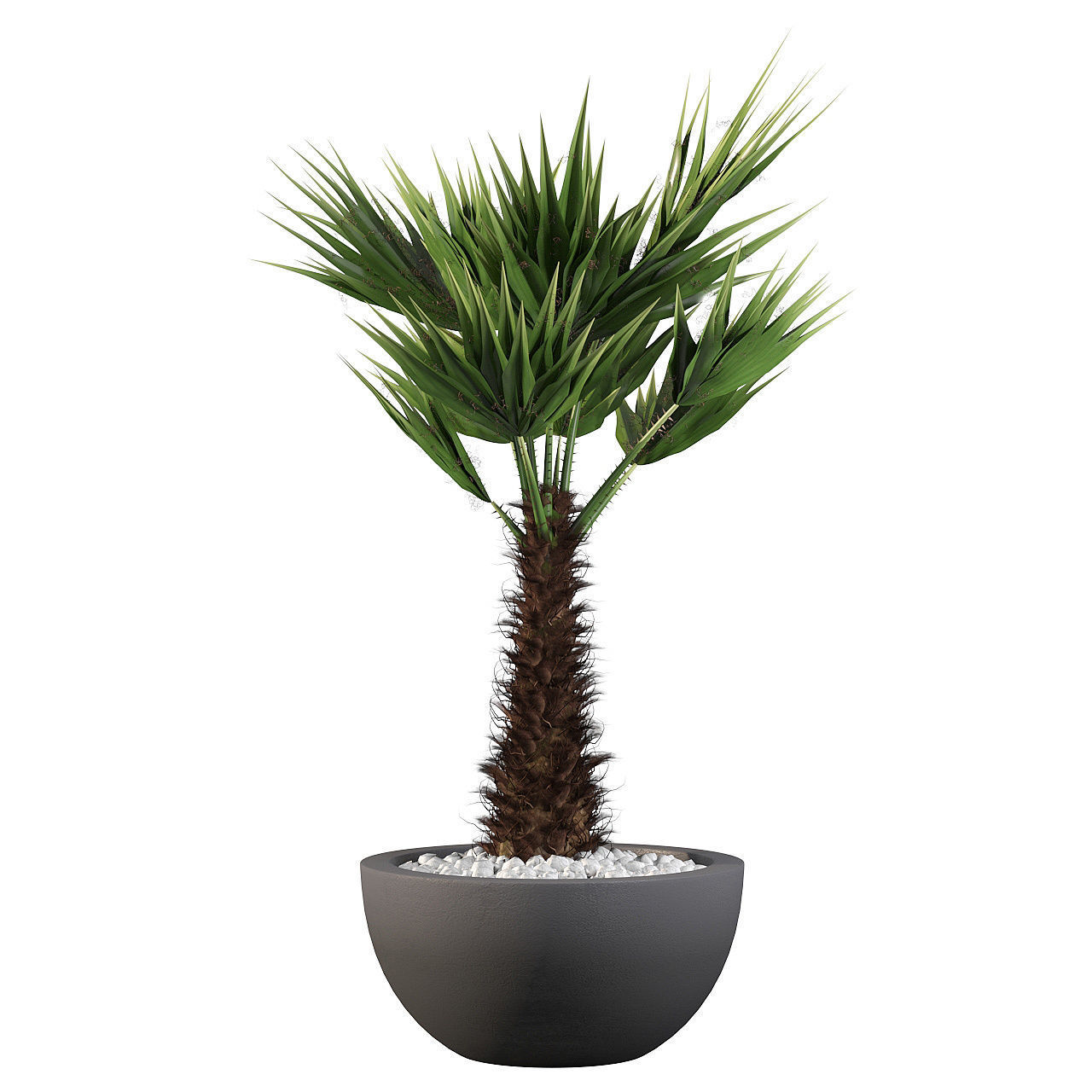Chamaerops palm 3D model_5