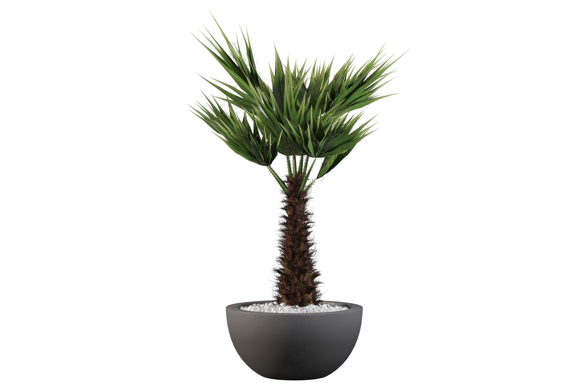 Chamaerops palm 3D model_26