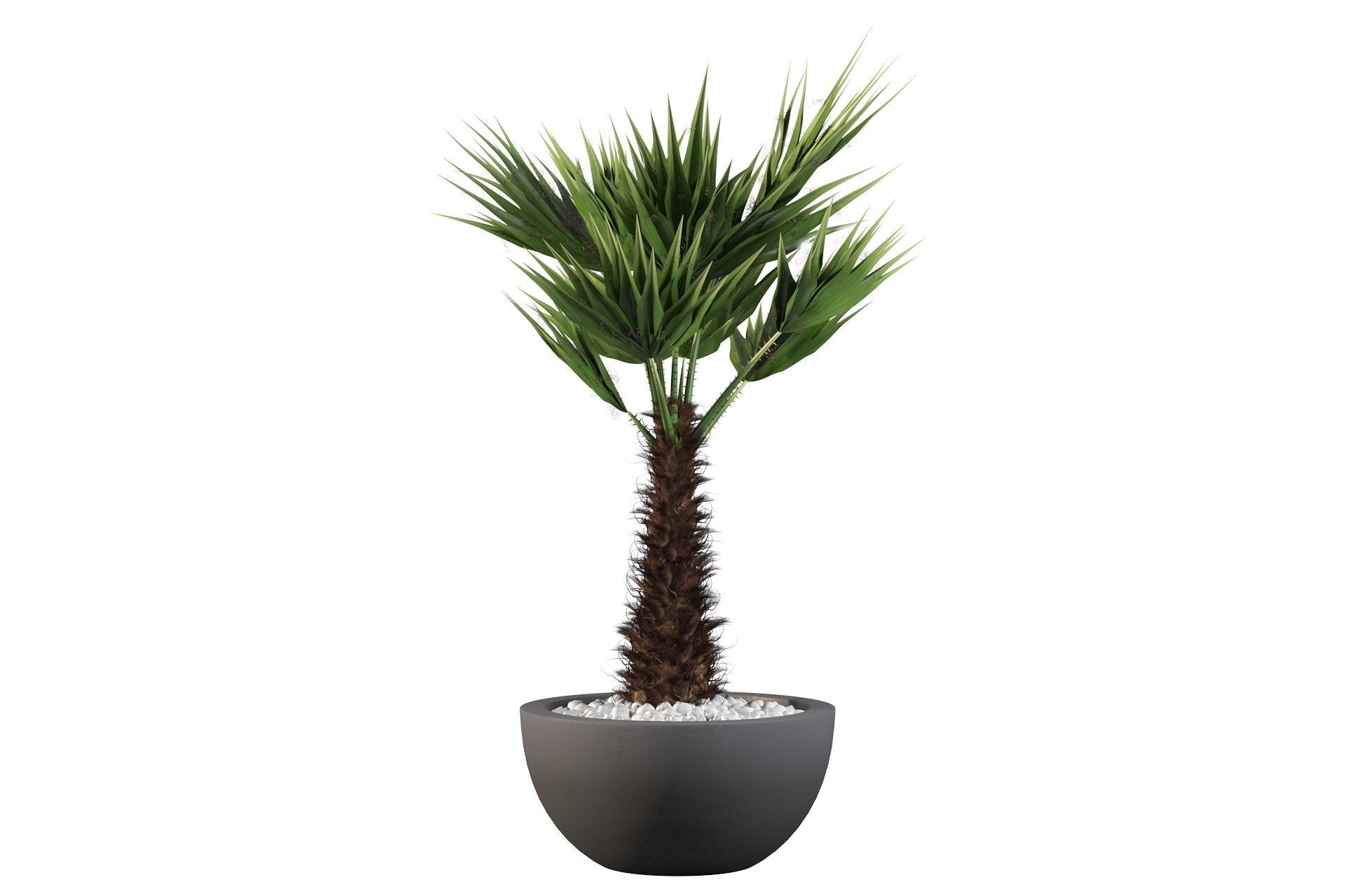 Chamaerops palm 3D model_29