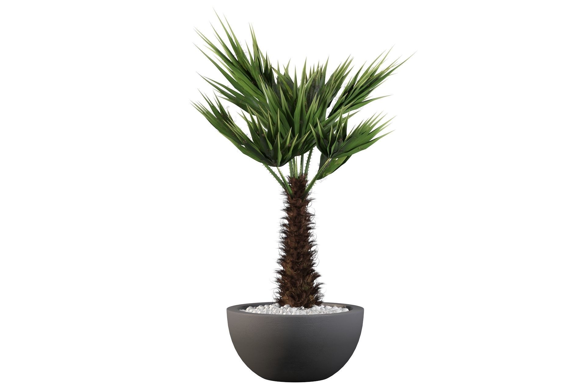 Chamaerops palm 3D model_22