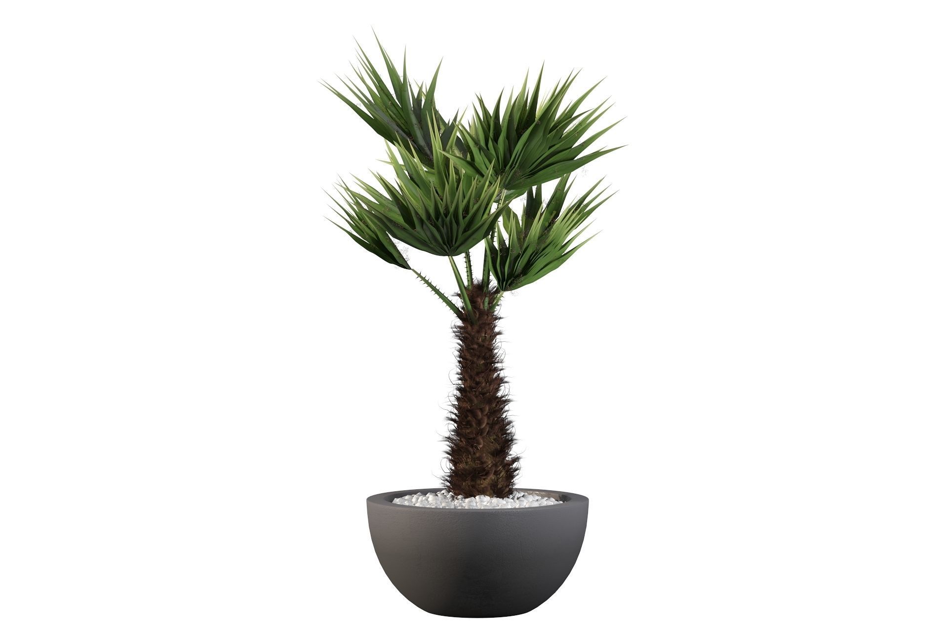 Chamaerops palm 3D model_32