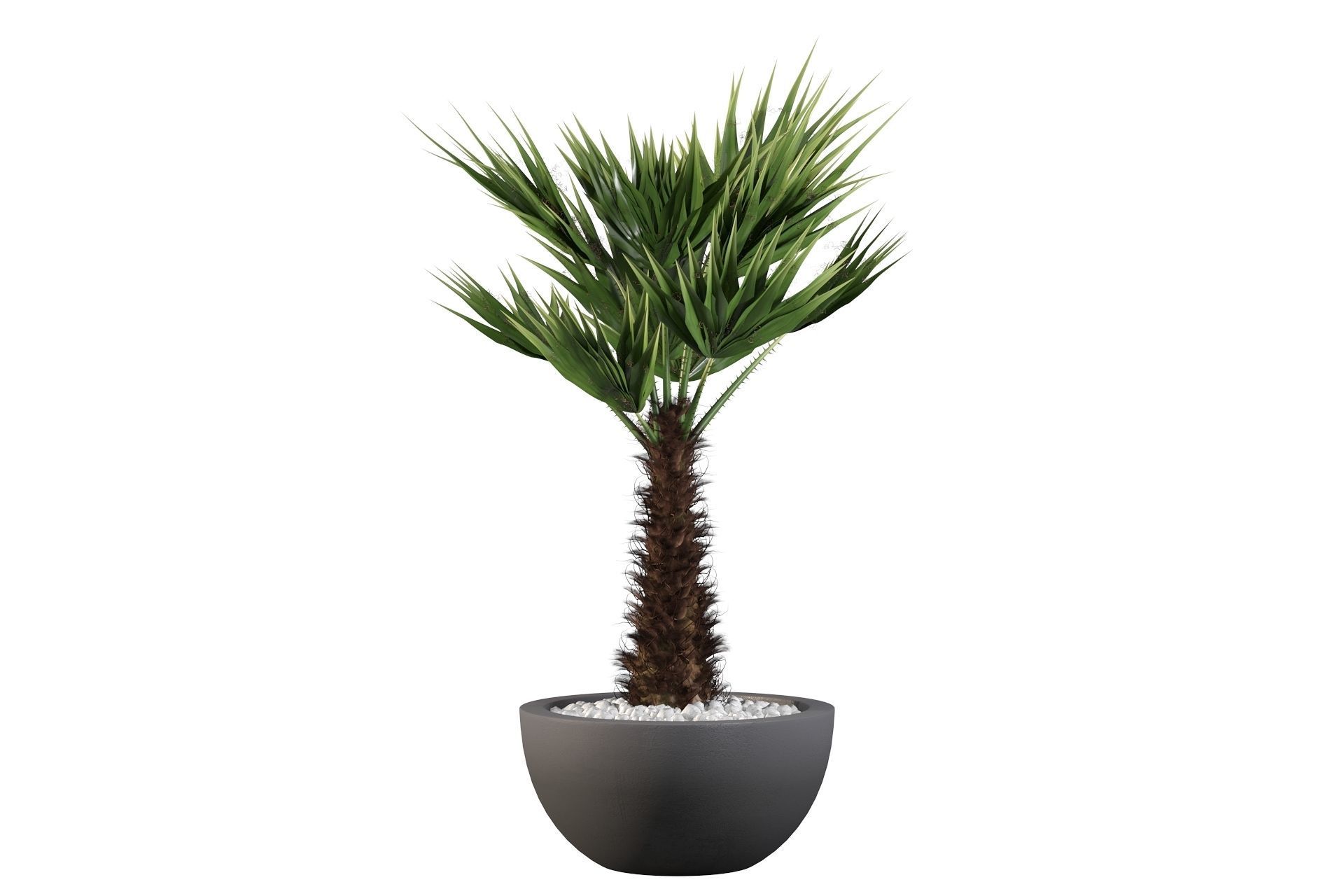 Chamaerops palm 3D model_40