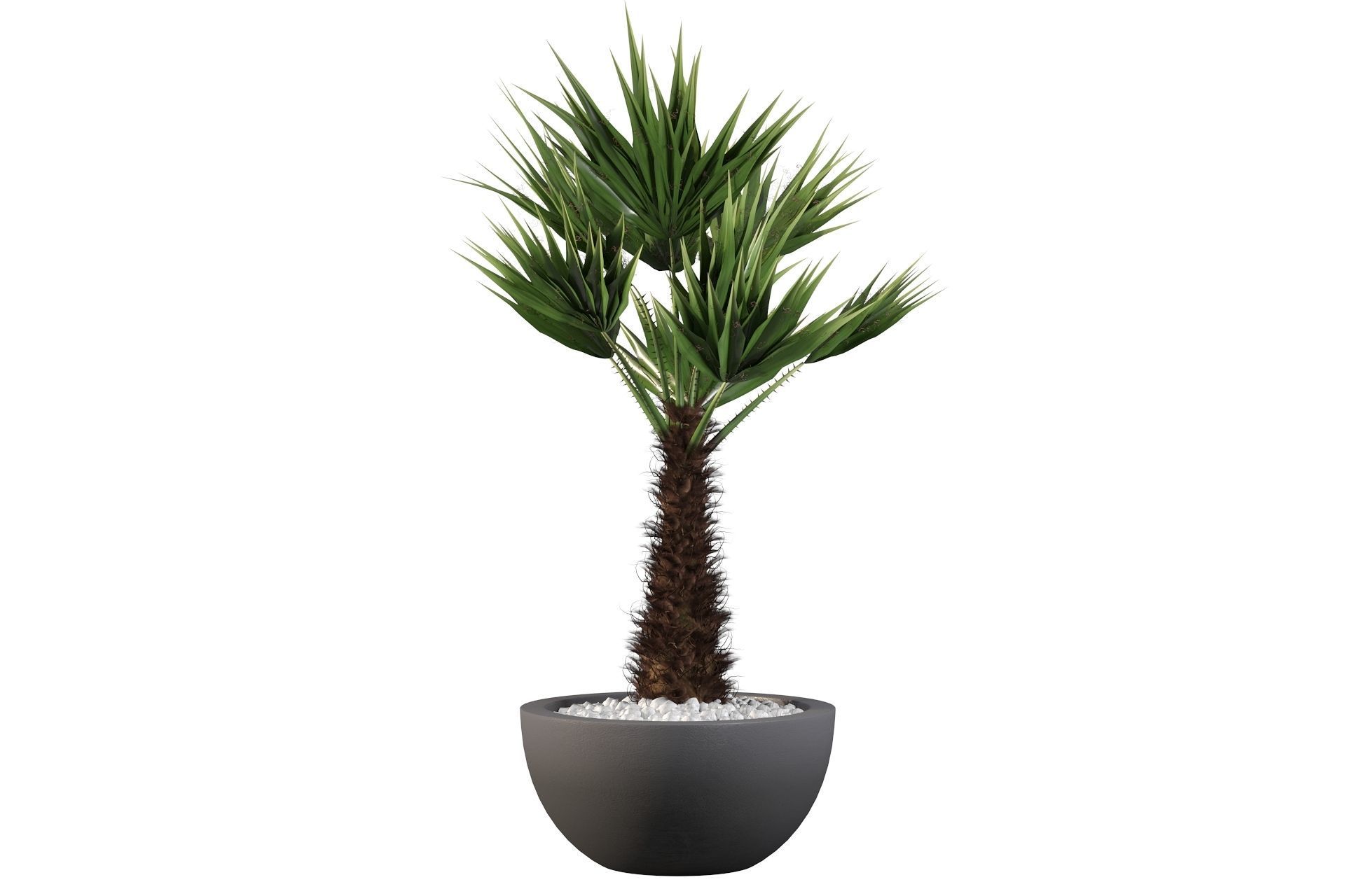 Chamaerops palm 3D model_46