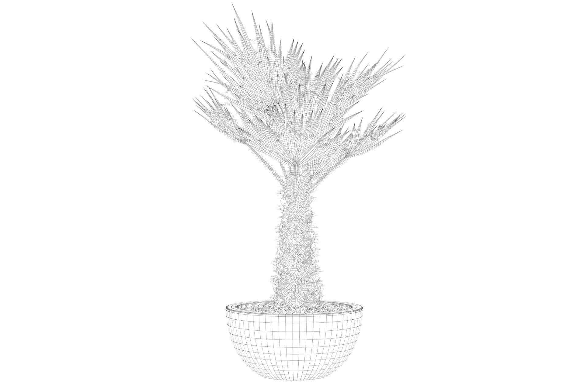Chamaerops palm 3D model_41