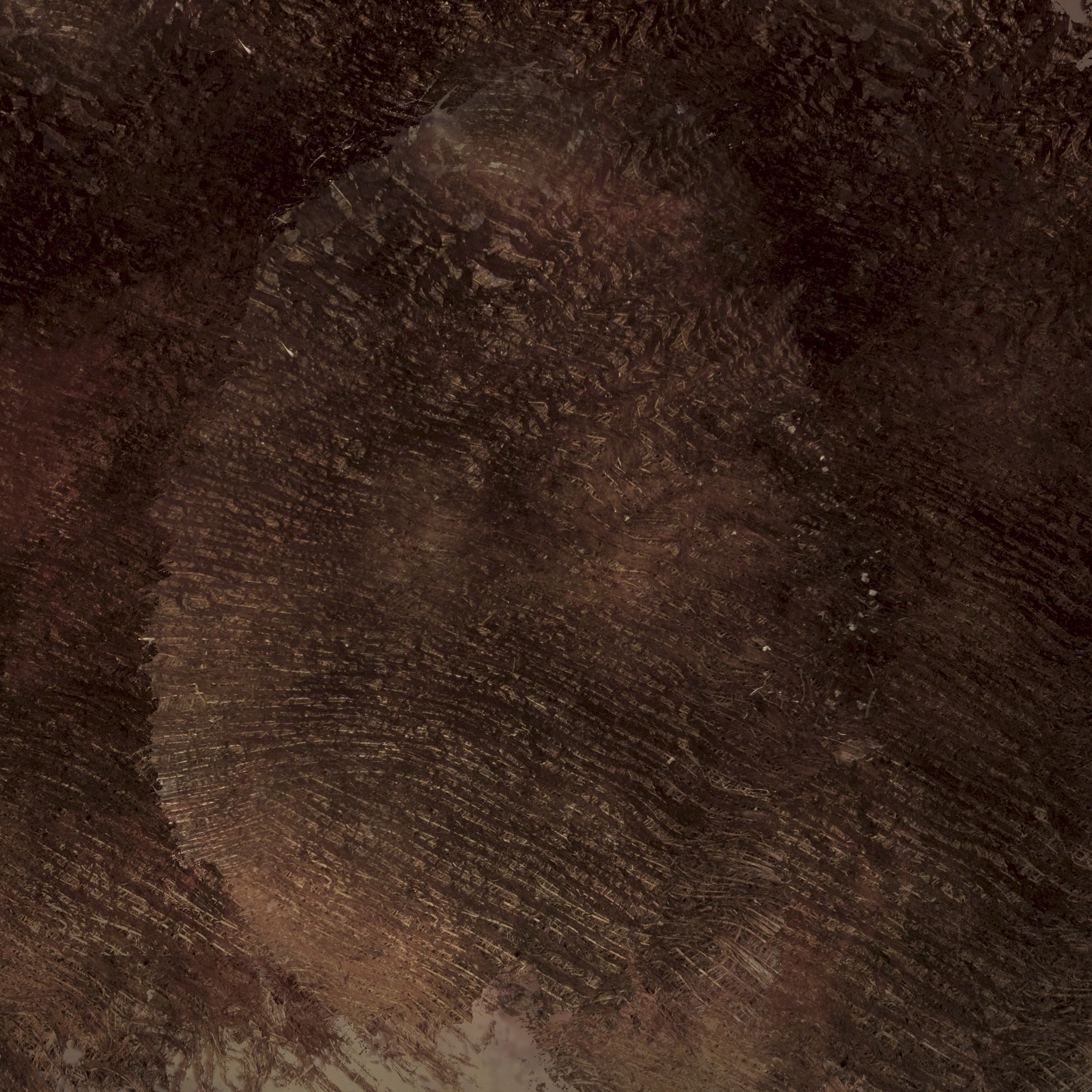 Chamaerops palm 3D model_16