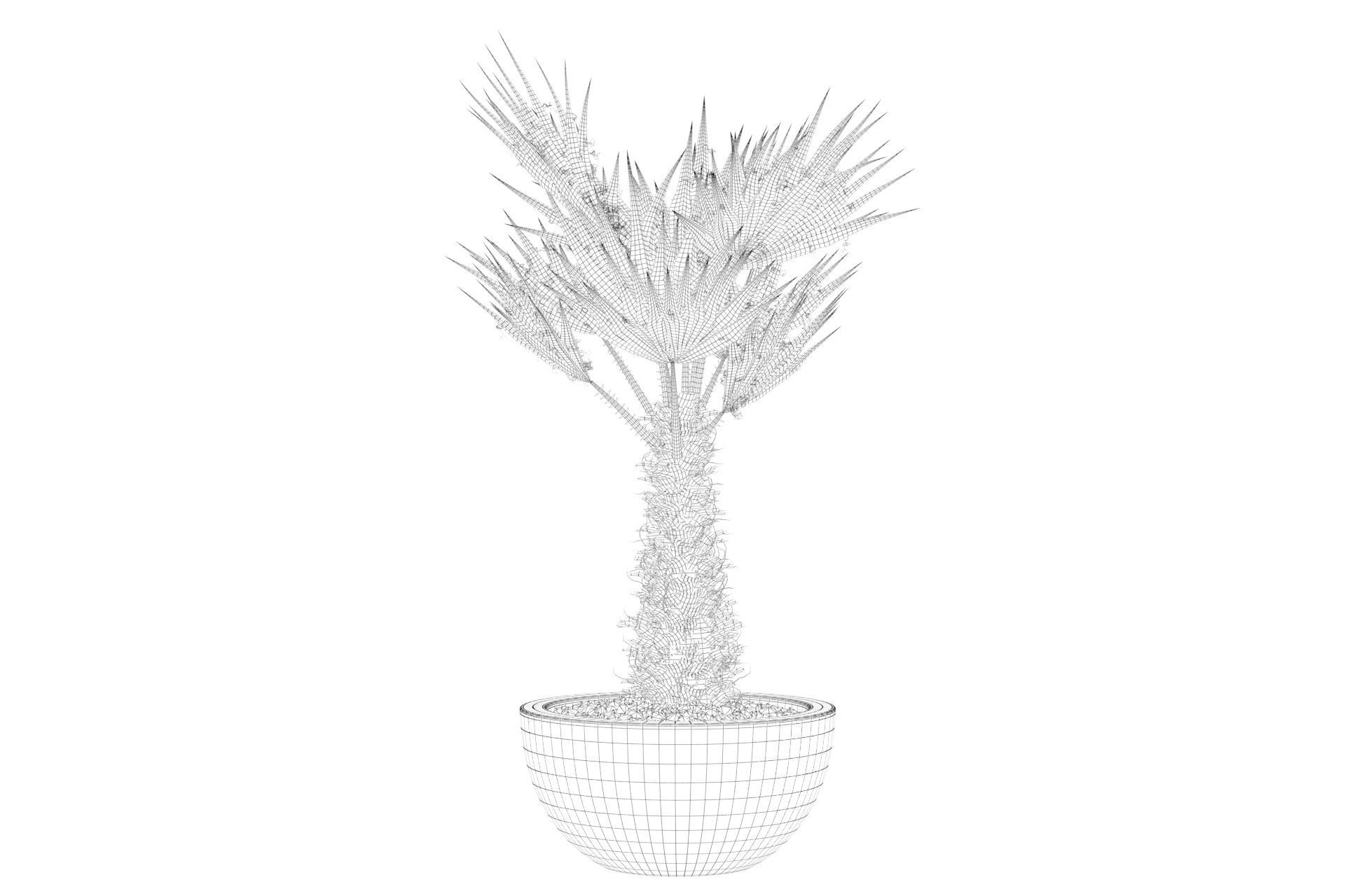 Chamaerops palm 3D model_49