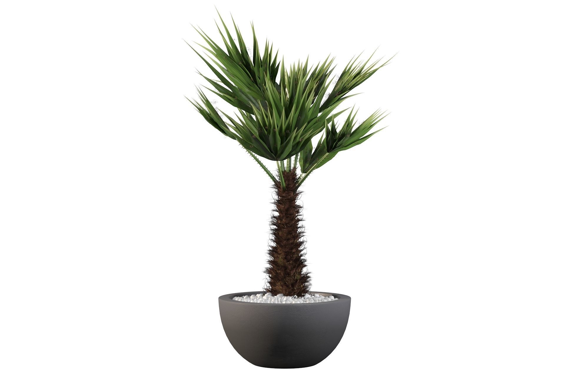 Chamaerops palm 3D model_35