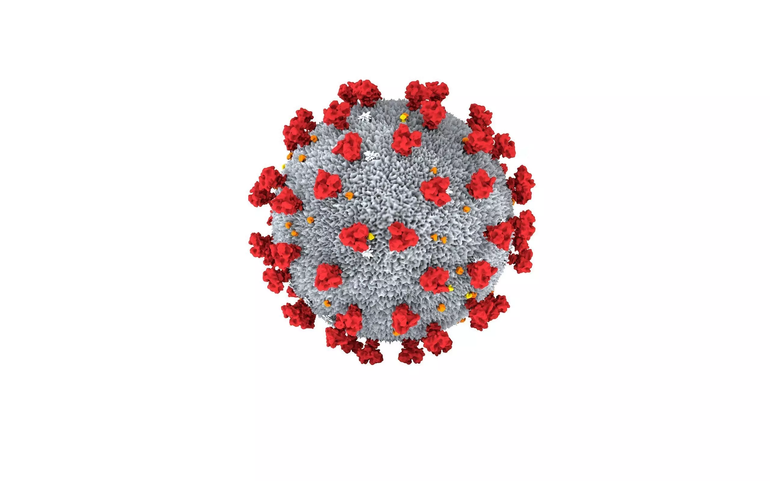 covid19 coronavirus 3D model