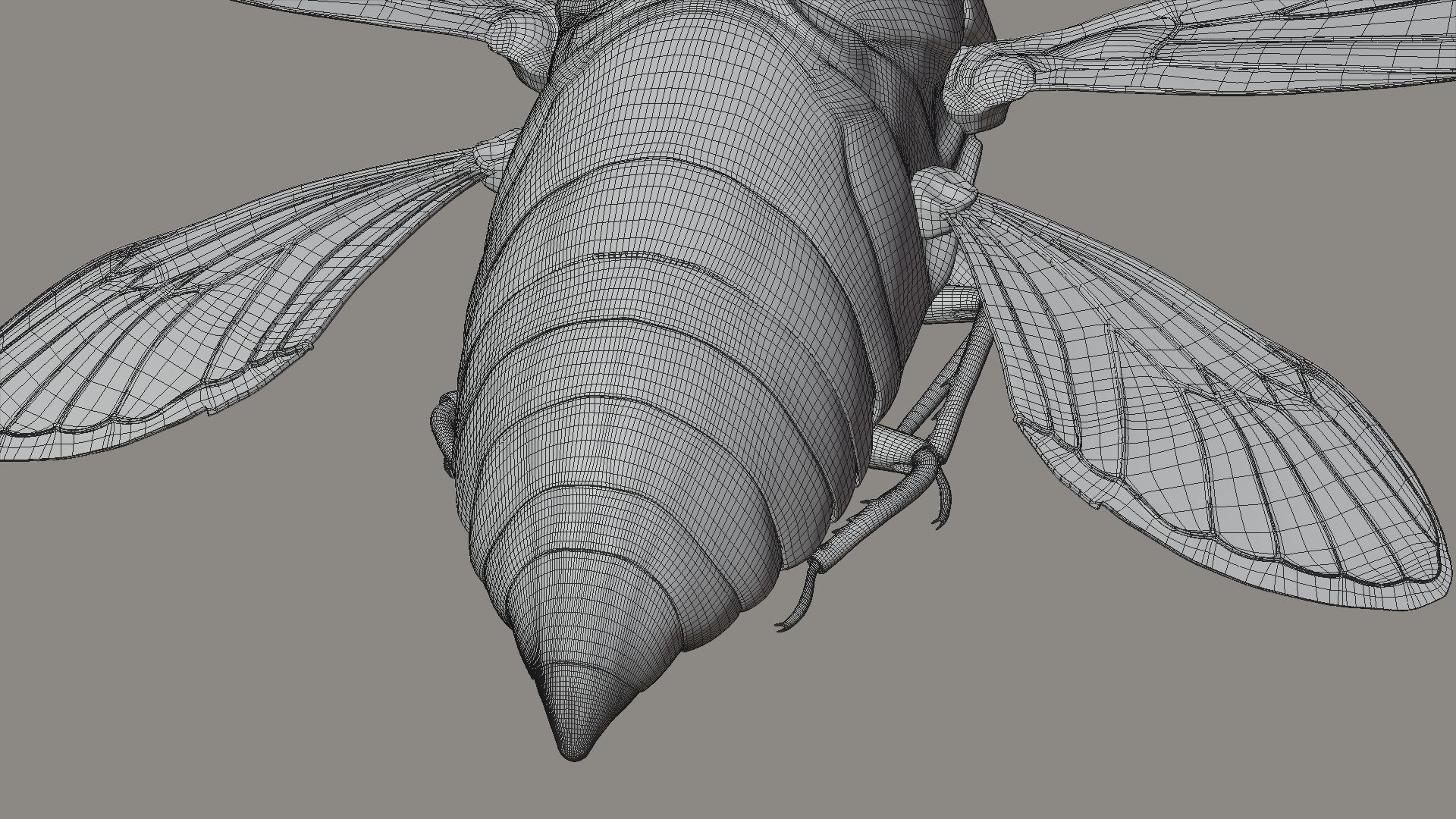 Cicada Animated 3D model_32