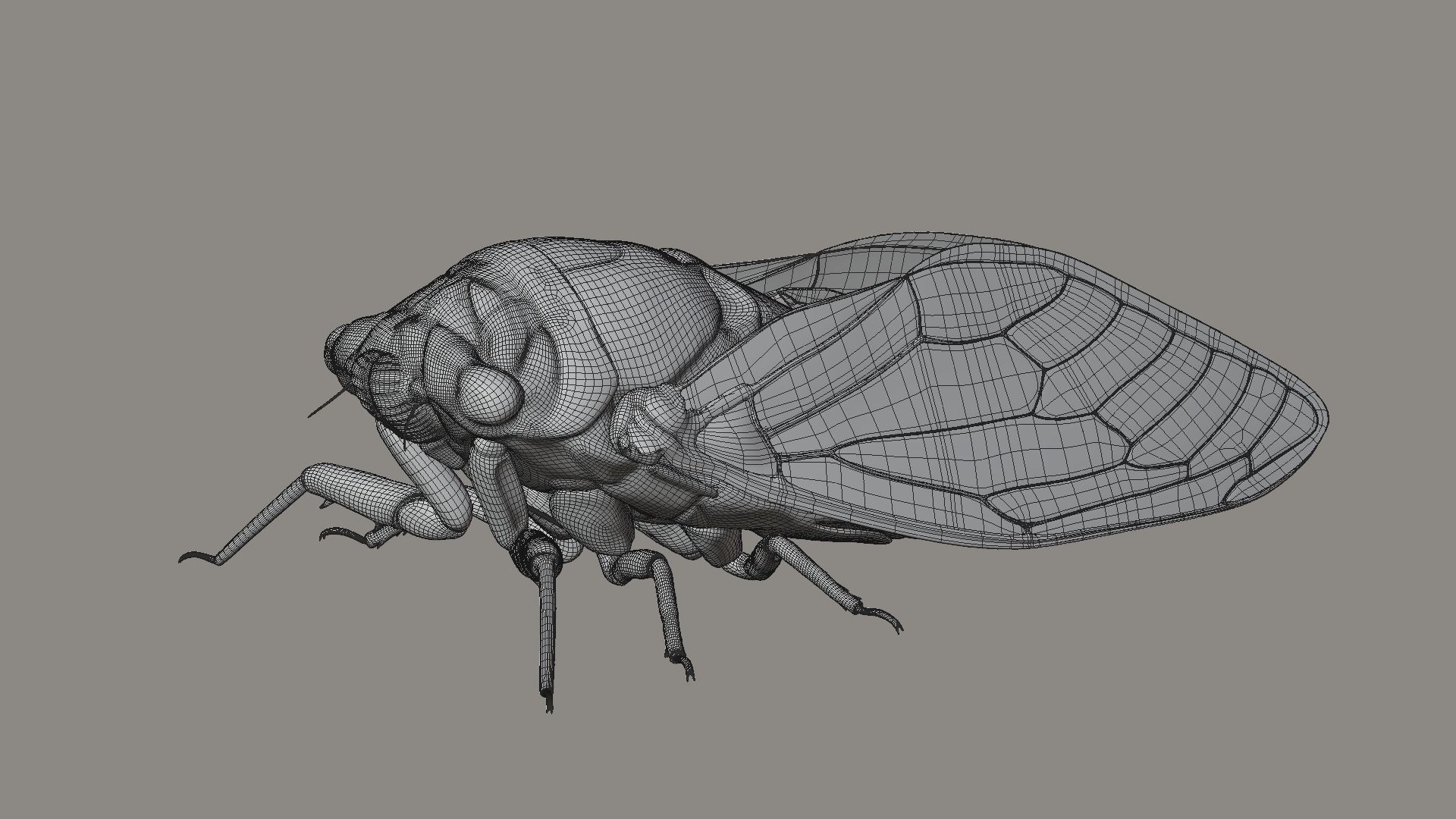 Cicada Animated 3D model_25
