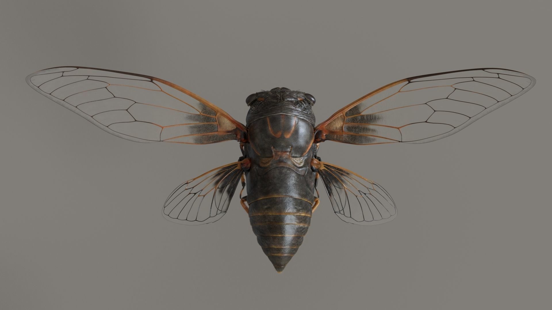 Cicada Animated 3D model_7
