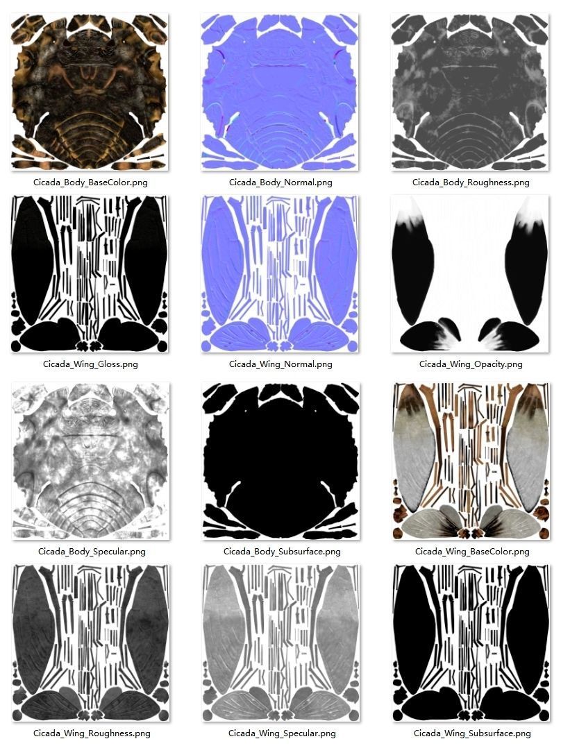Cicada Animated 3D model_43