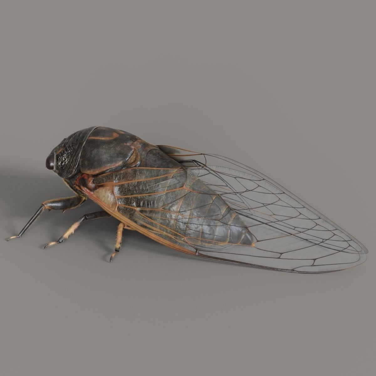 Cicada Animated 3D model_20