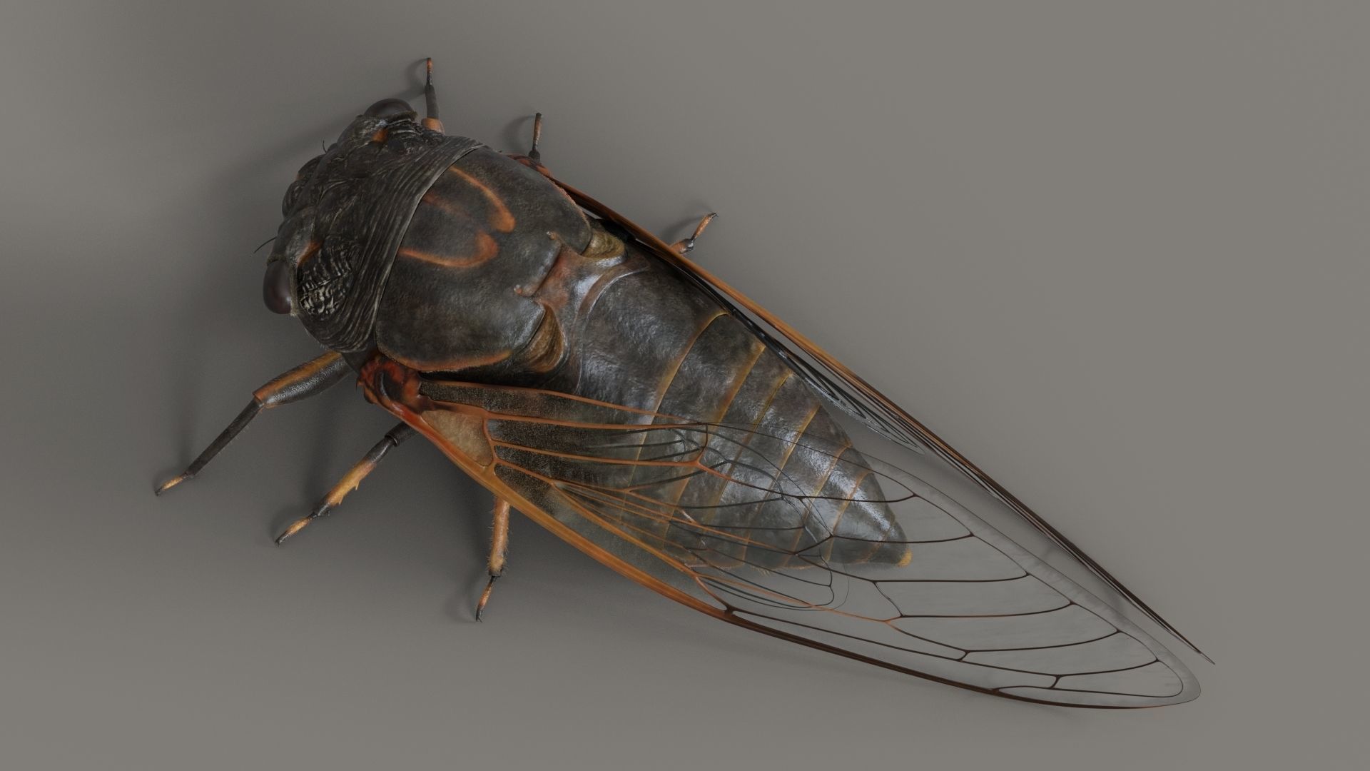 Cicada Animated 3D model_4