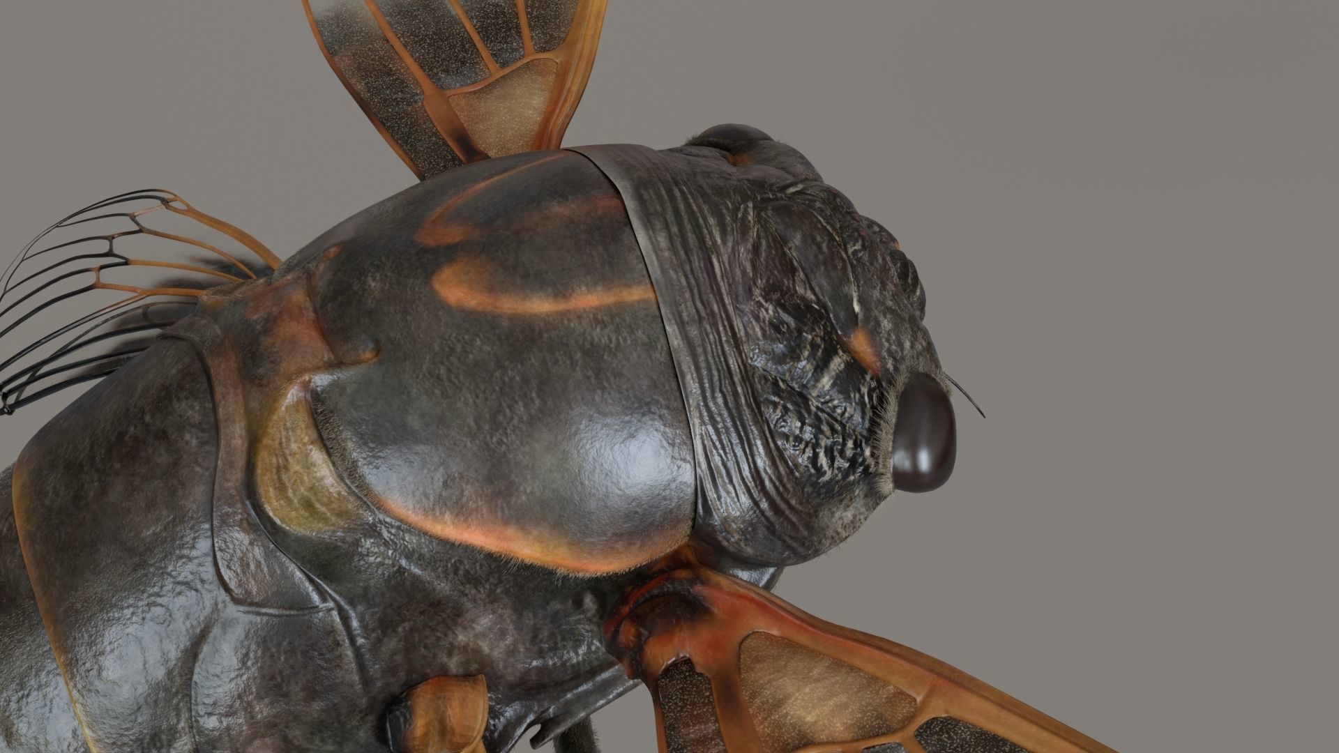 Cicada Animated 3D model_11