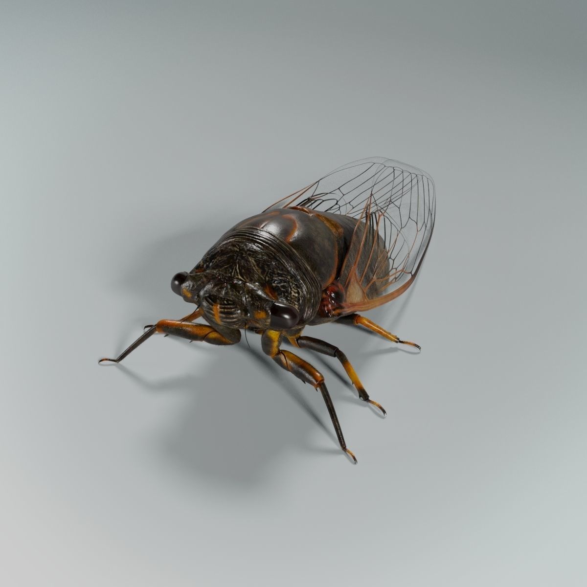Cicada Animated 3D model_21
