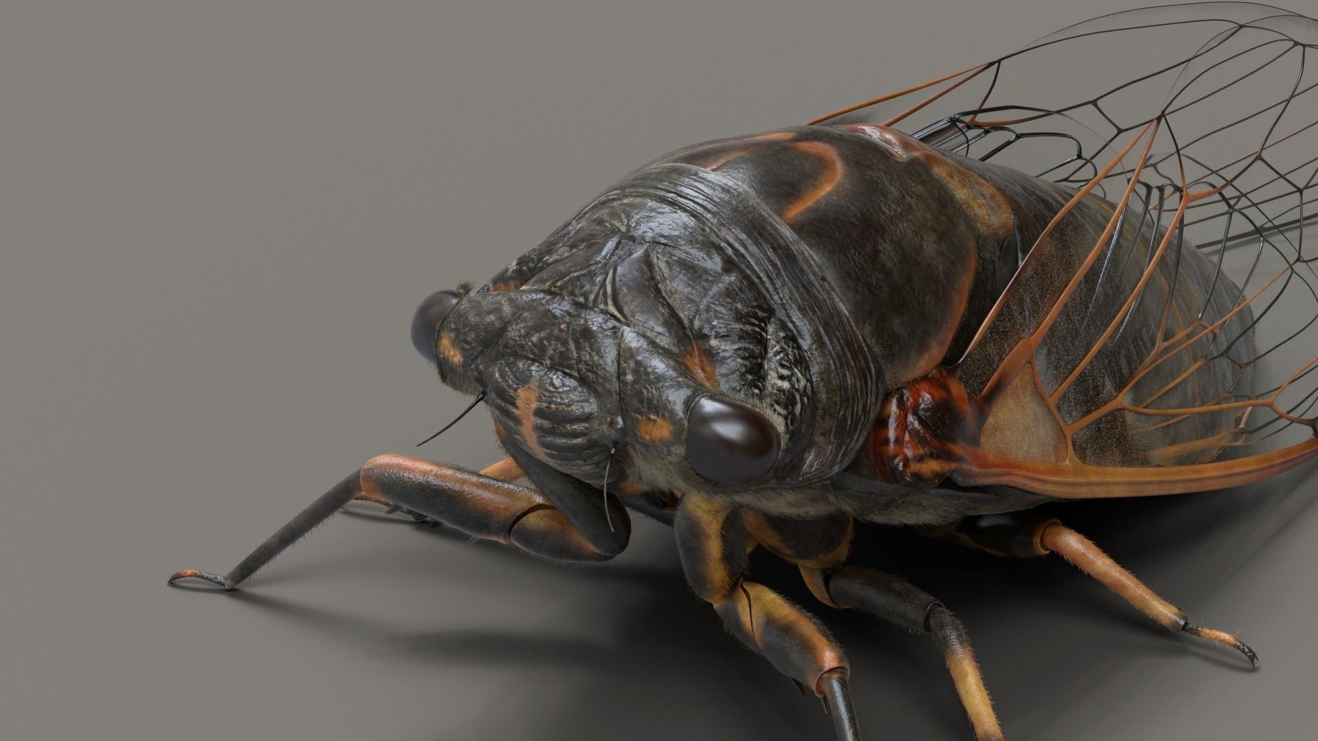 Cicada Animated 3D model_6
