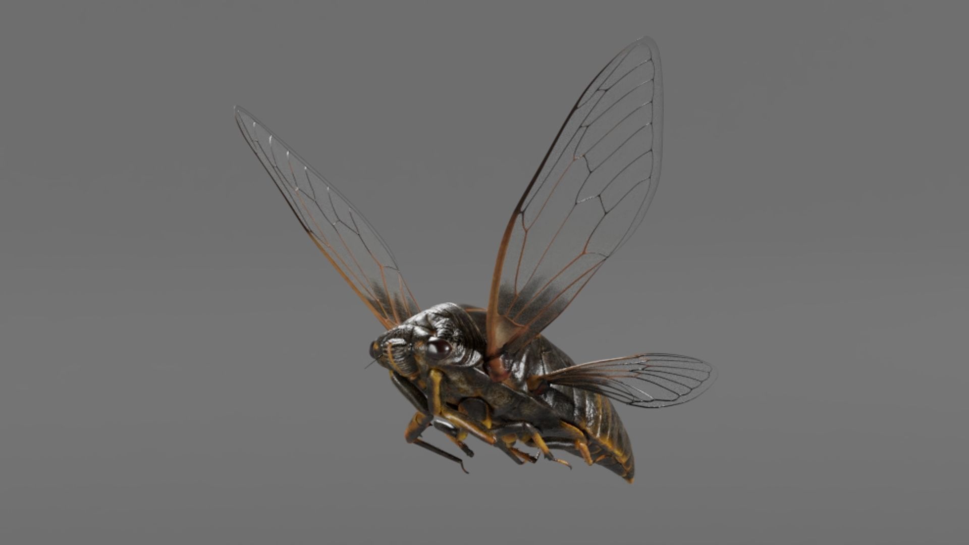 Cicada Animated 3D model_14