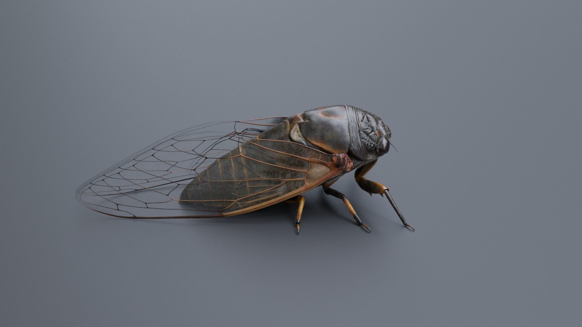 Cicada Animated 3D model_16