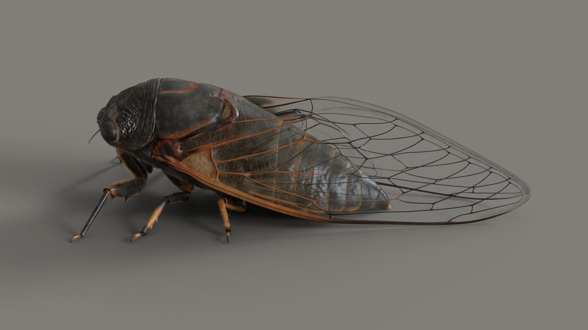 Cicada Animated 3D model_3