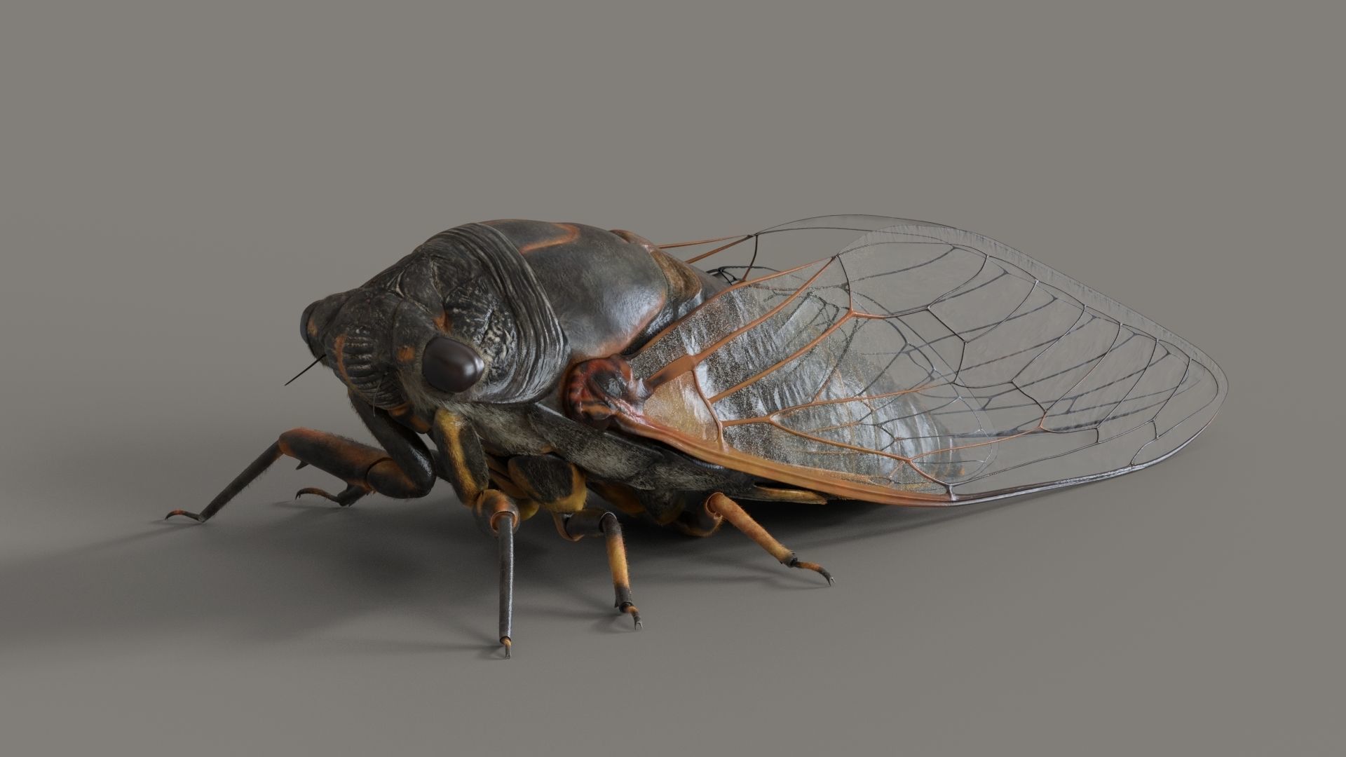 Cicada Animated 3D model_2