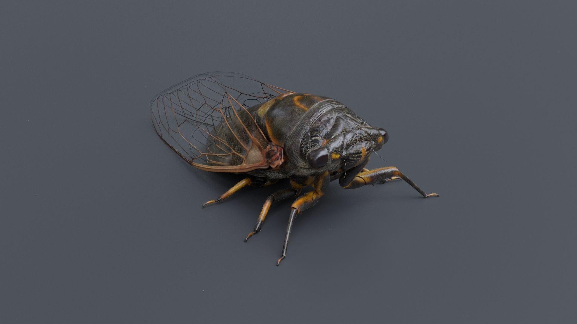 Cicada Animated 3D model_19