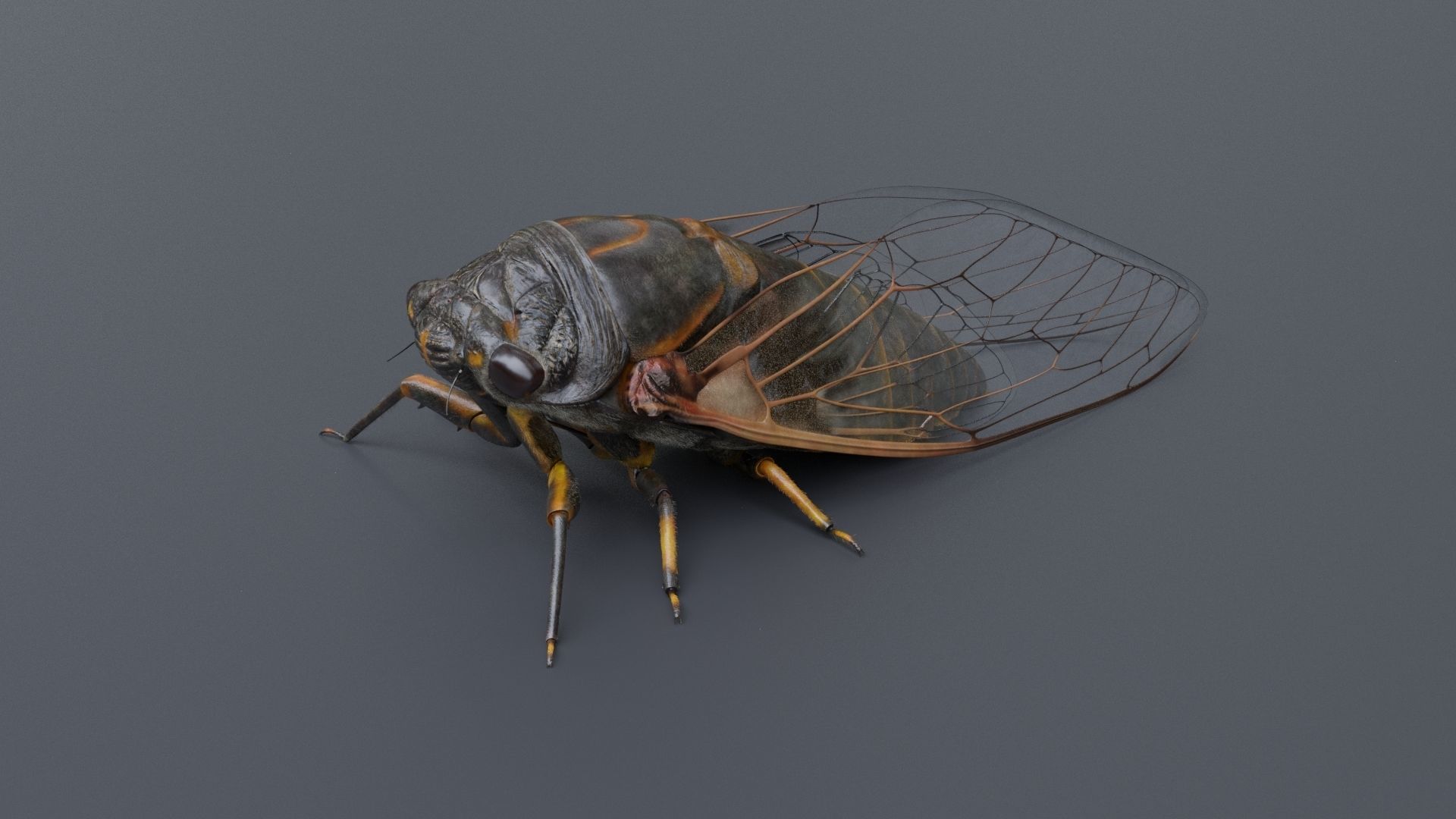 Cicada Animated 3D model_17