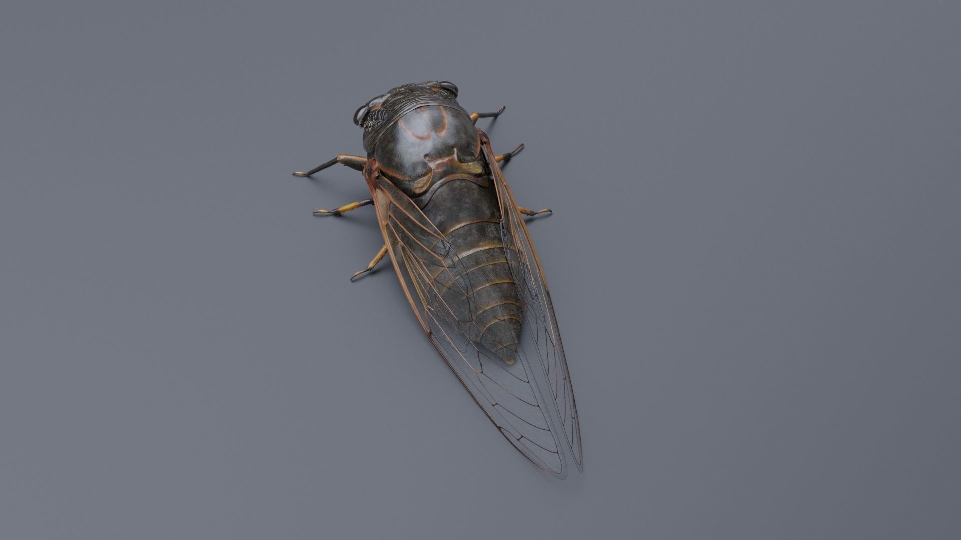 Cicada Animated 3D model_18
