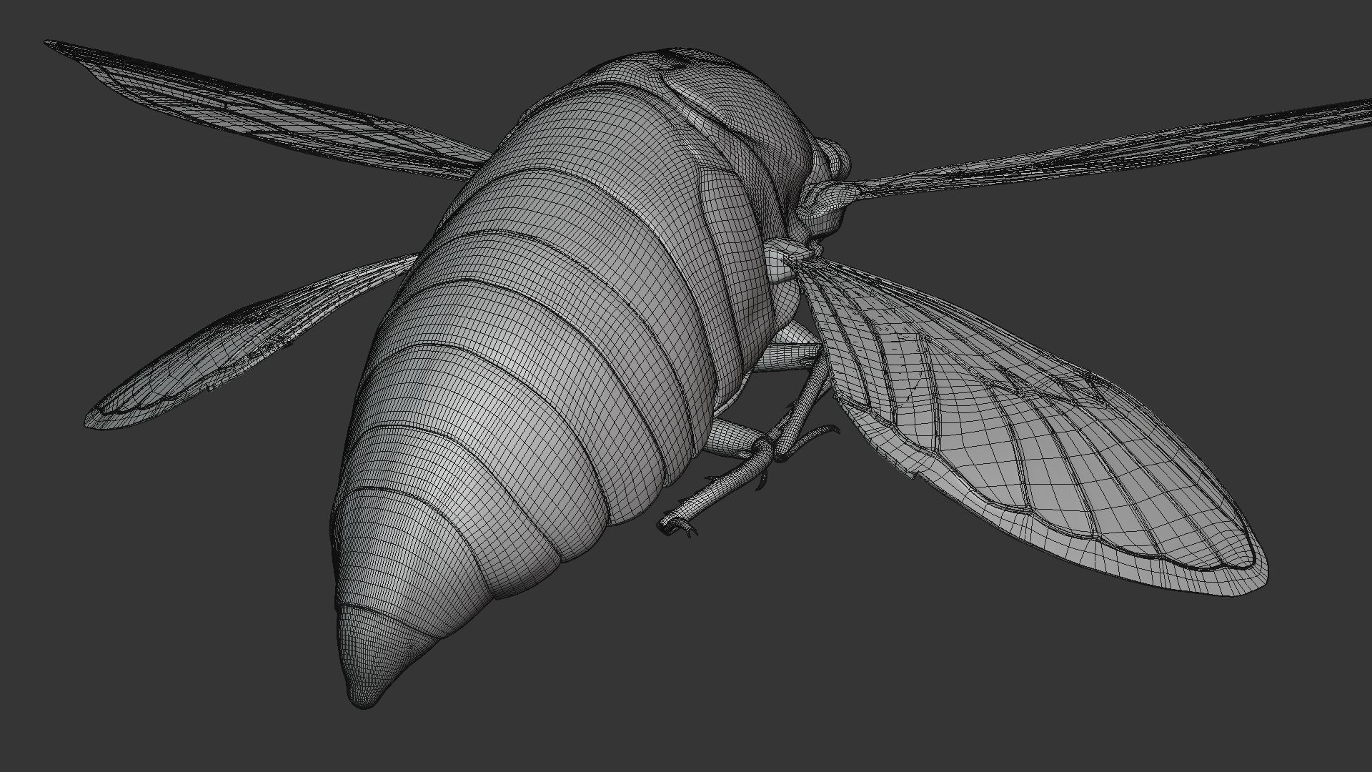 Cicada Animated 3D model_38