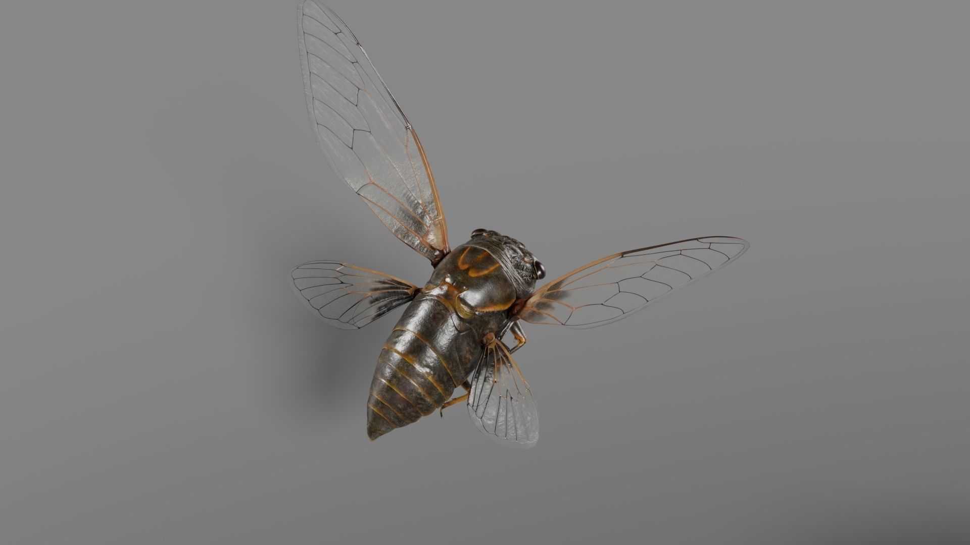 Cicada Animated 3D model_12