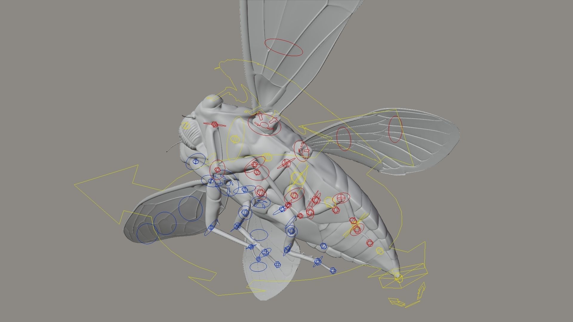 Cicada Animated 3D model_23