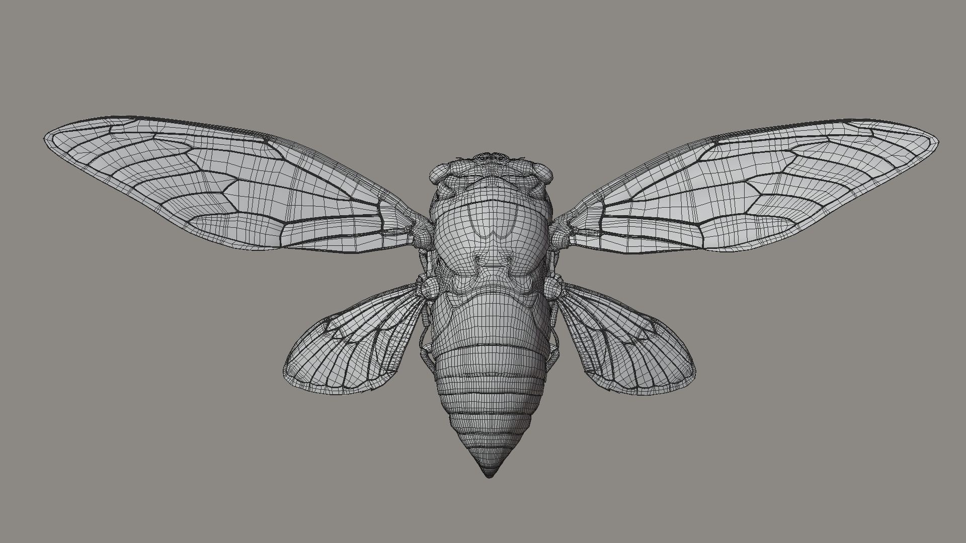 Cicada Animated 3D model_30