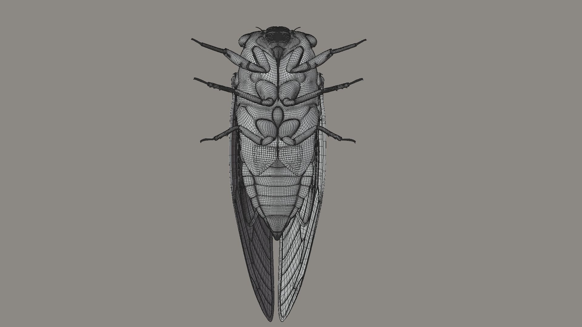 Cicada Animated 3D model_28