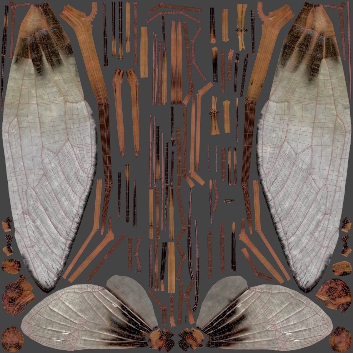 Cicada Animated 3D model_41