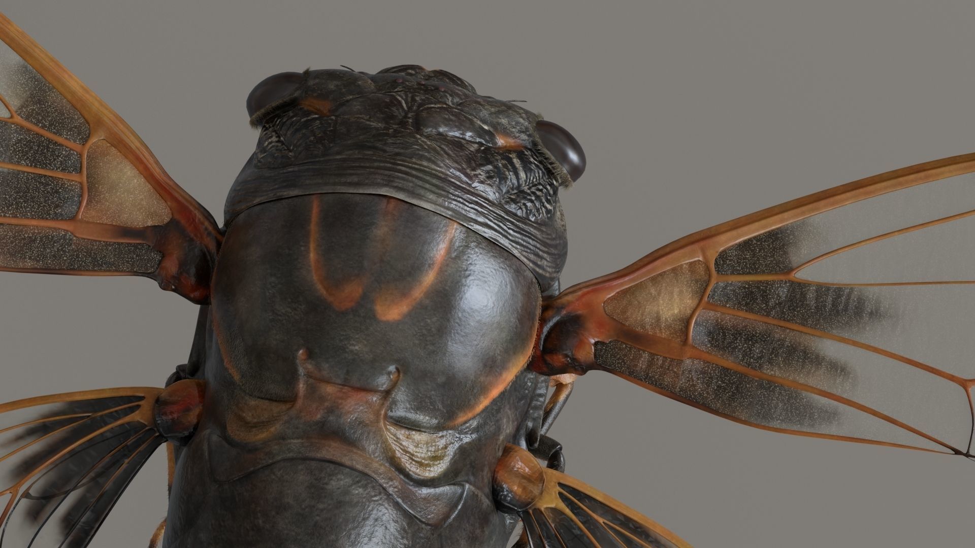 Cicada Animated 3D model_8