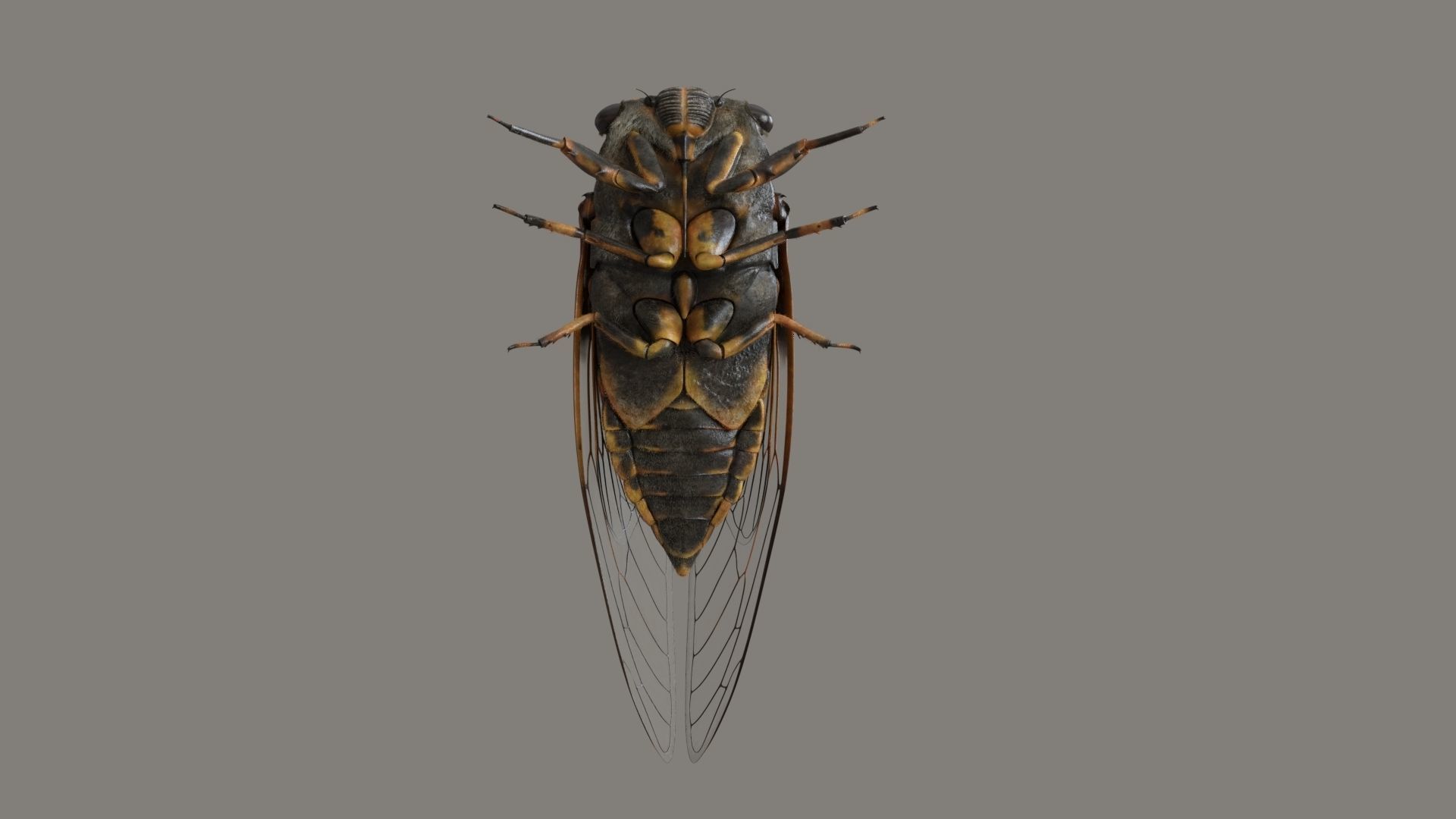 Cicada Animated 3D model_5