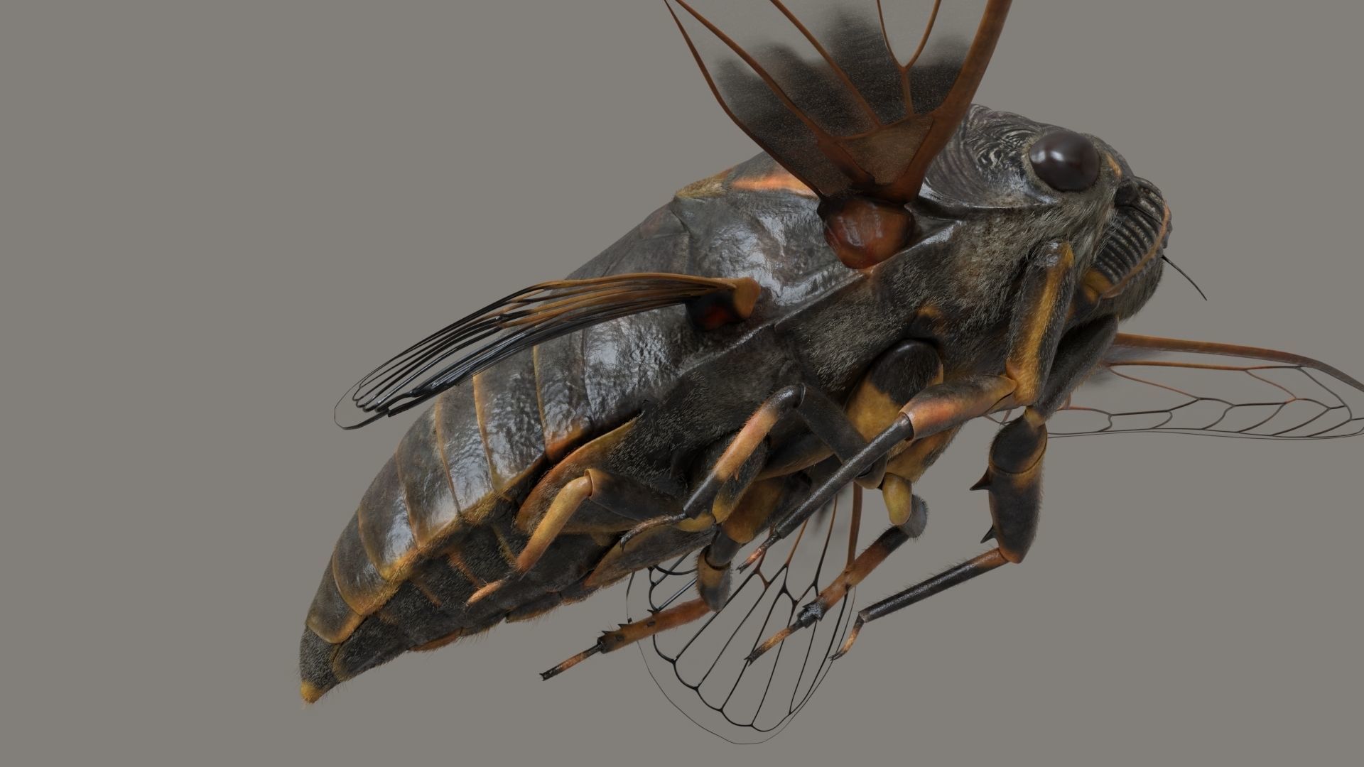 Cicada Animated 3D model_10