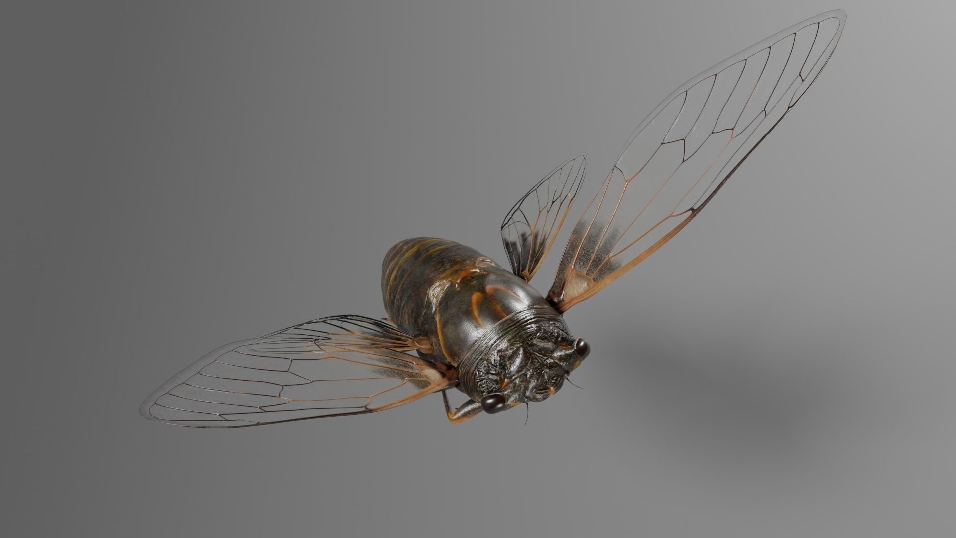 Cicada Animated 3D model_13