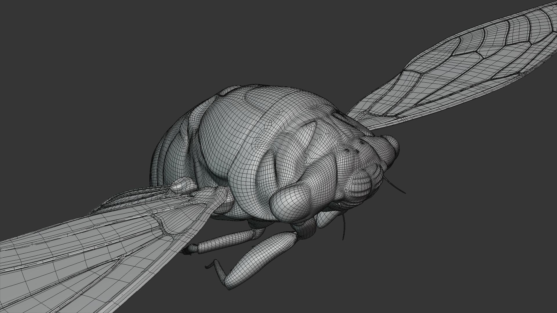 Cicada Animated 3D model_40