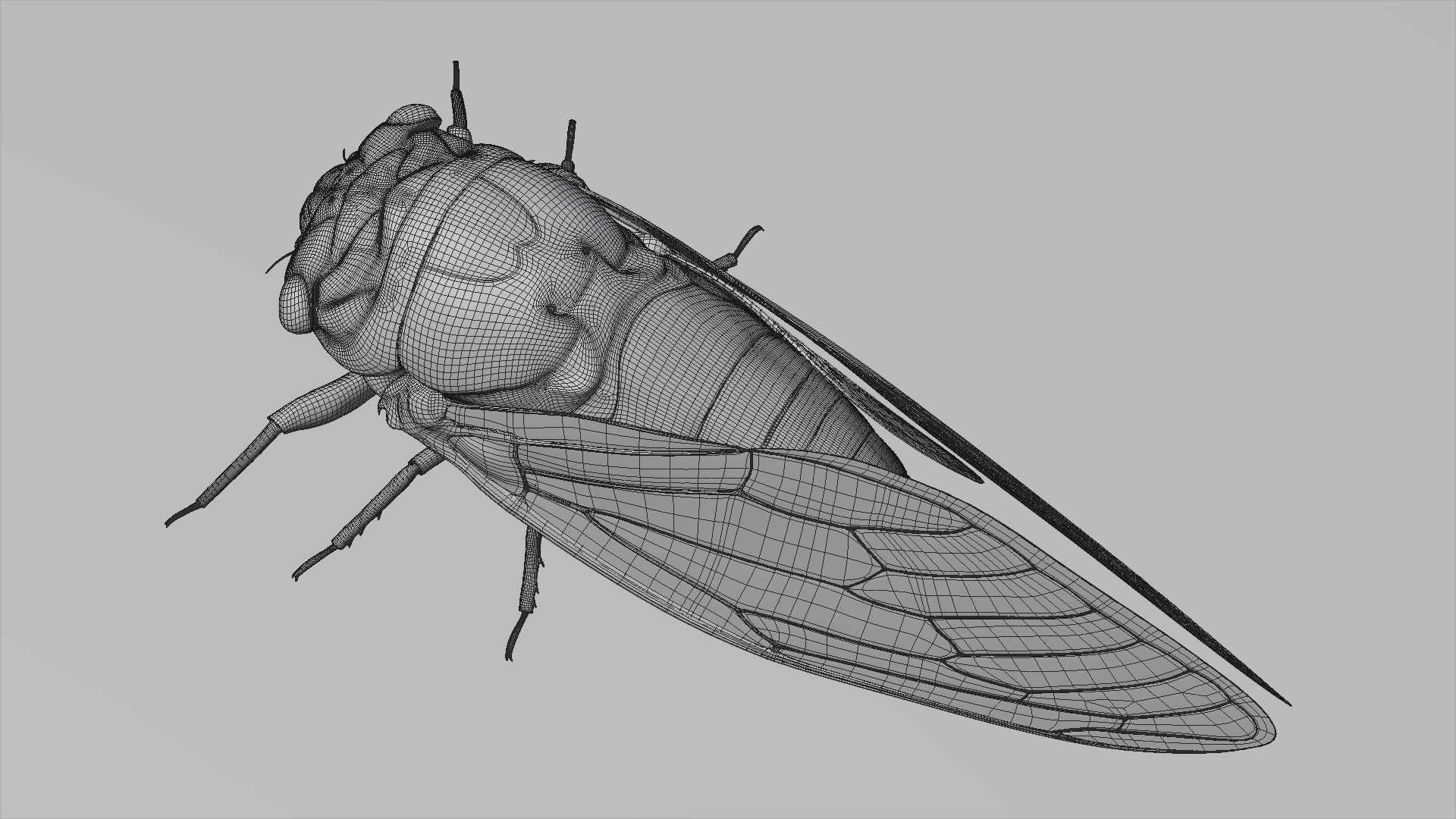 Cicada Animated 3D model_27