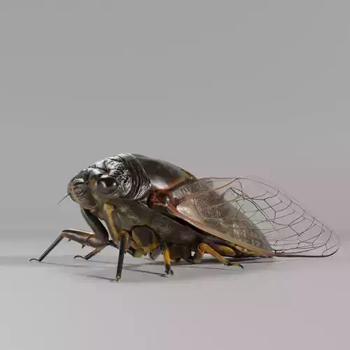 Cicada Animated 3D model