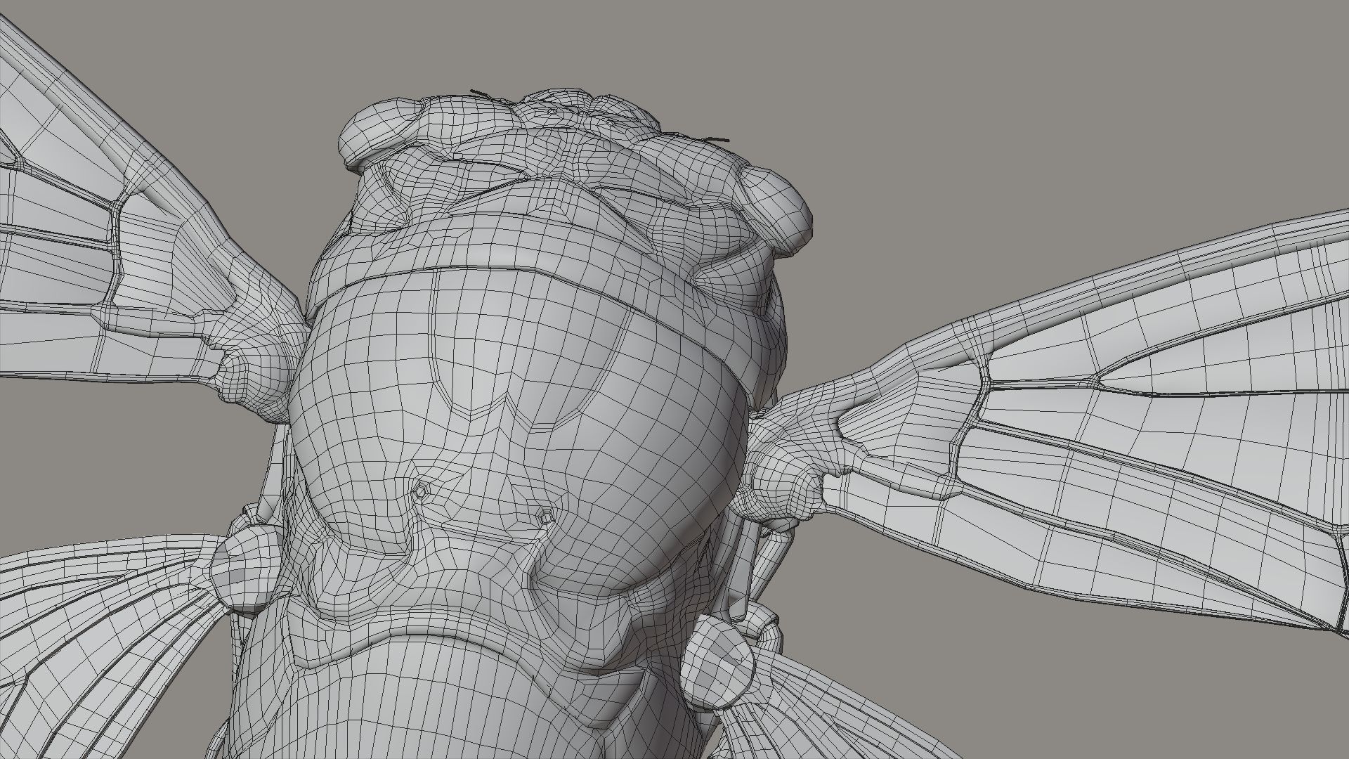 Cicada Animated 3D model_31