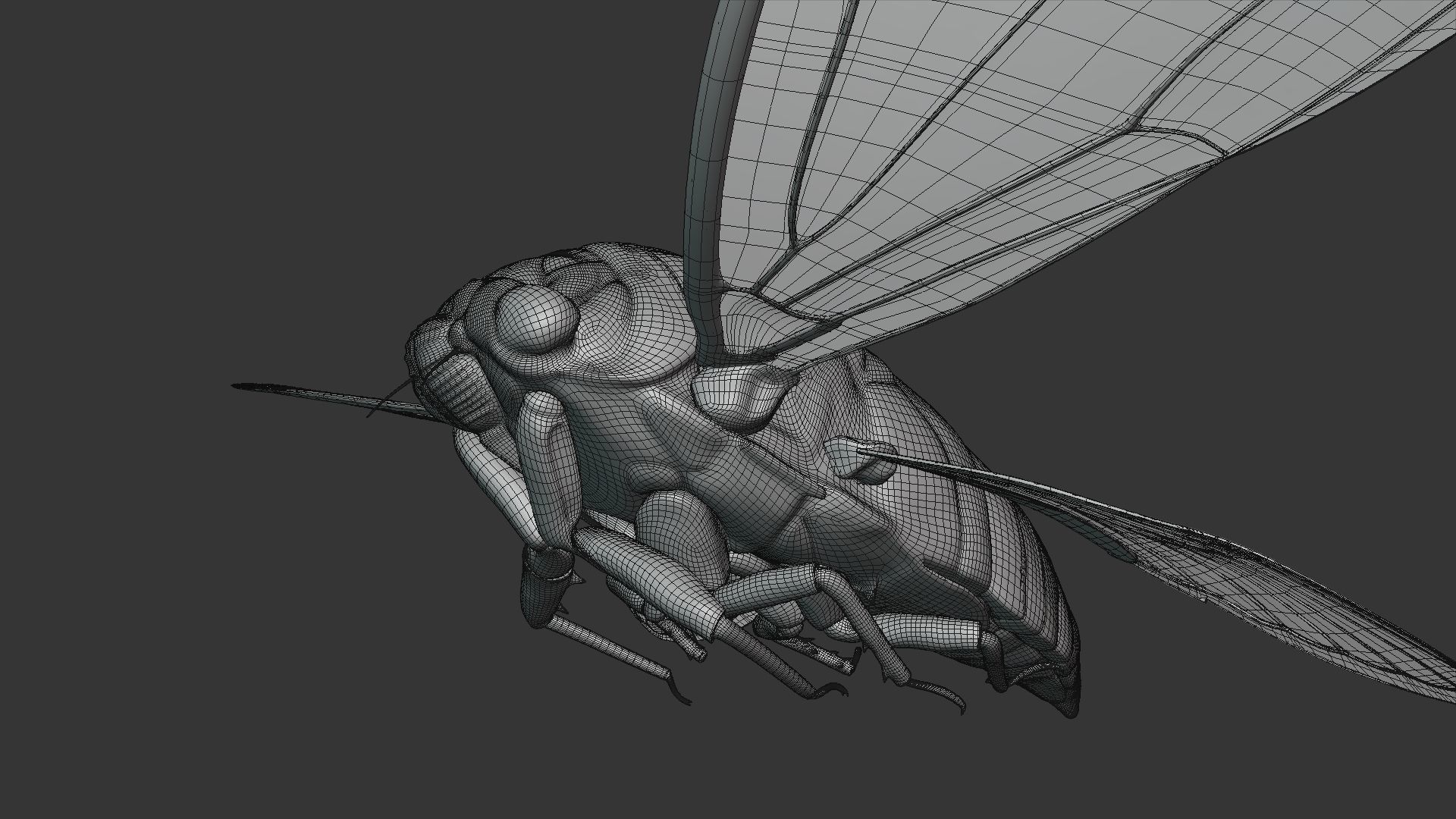 Cicada Animated 3D model_36