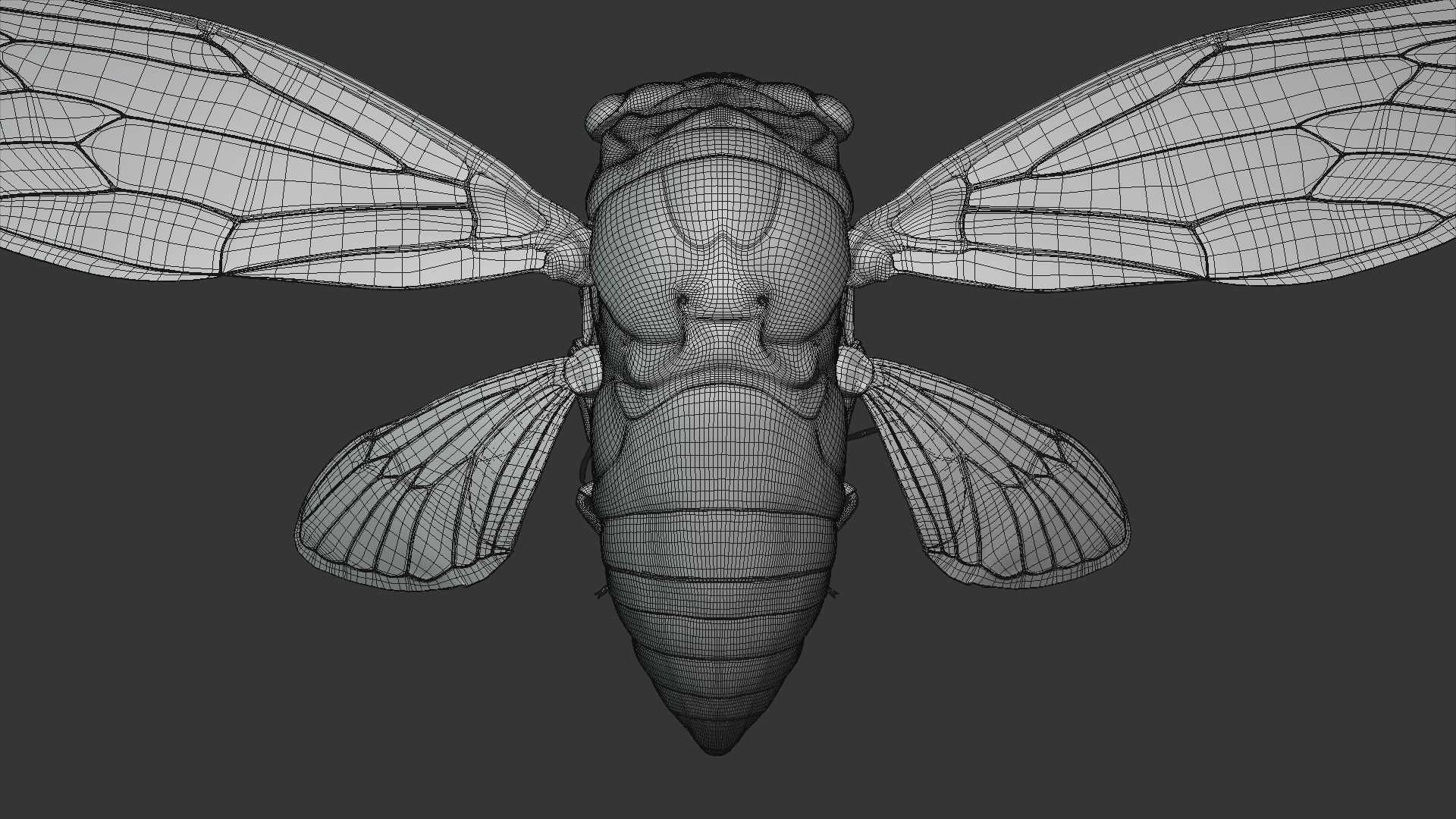 Cicada Animated 3D model_37