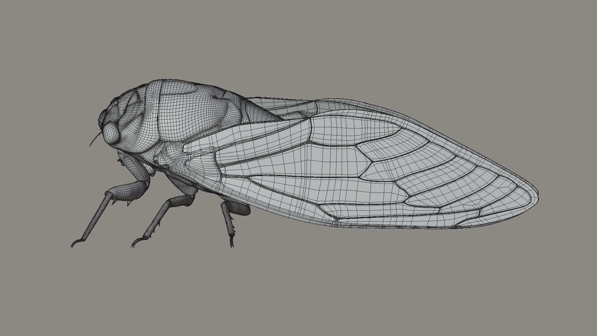 Cicada Animated 3D model_26