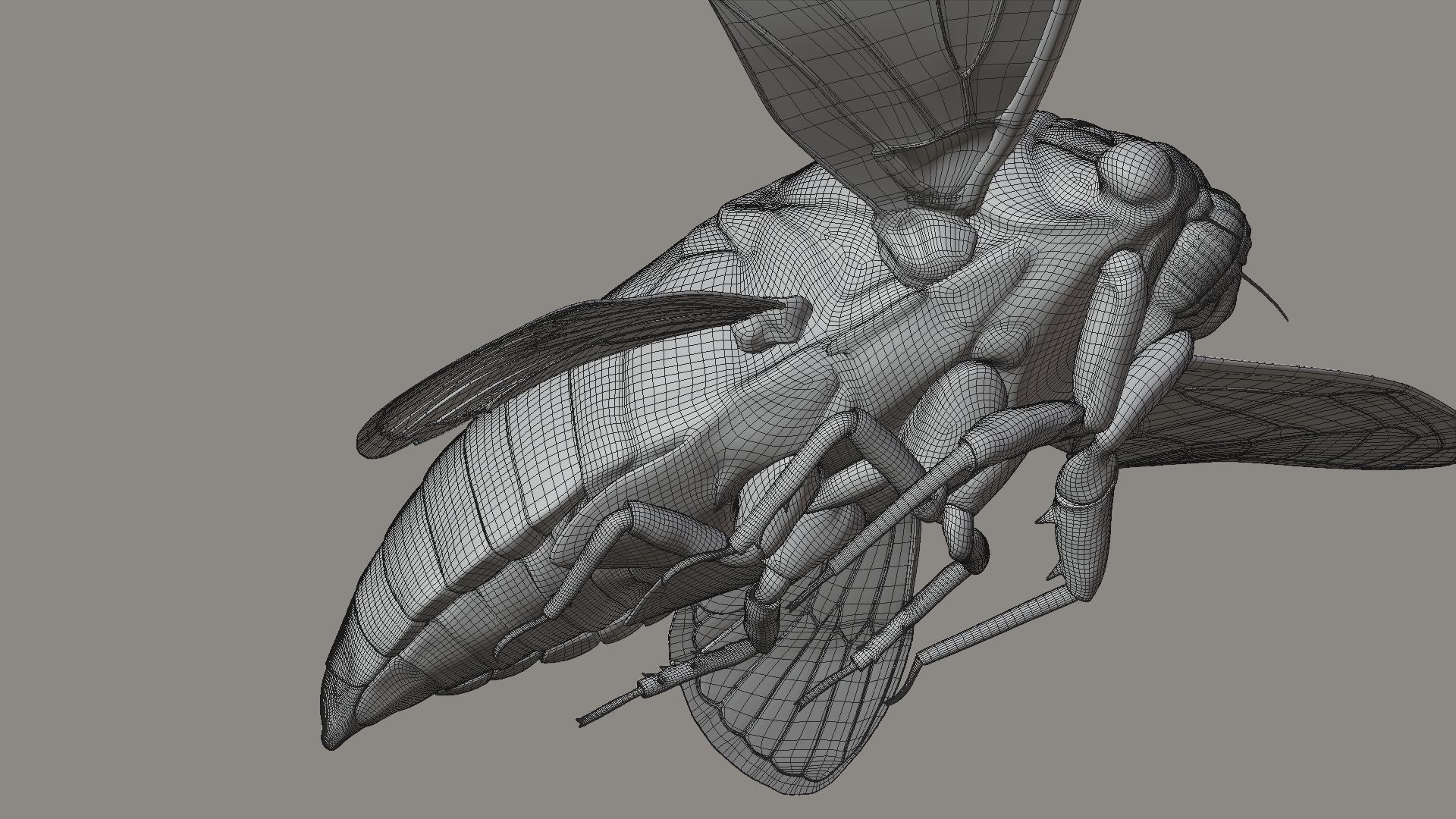 Cicada Animated 3D model_33