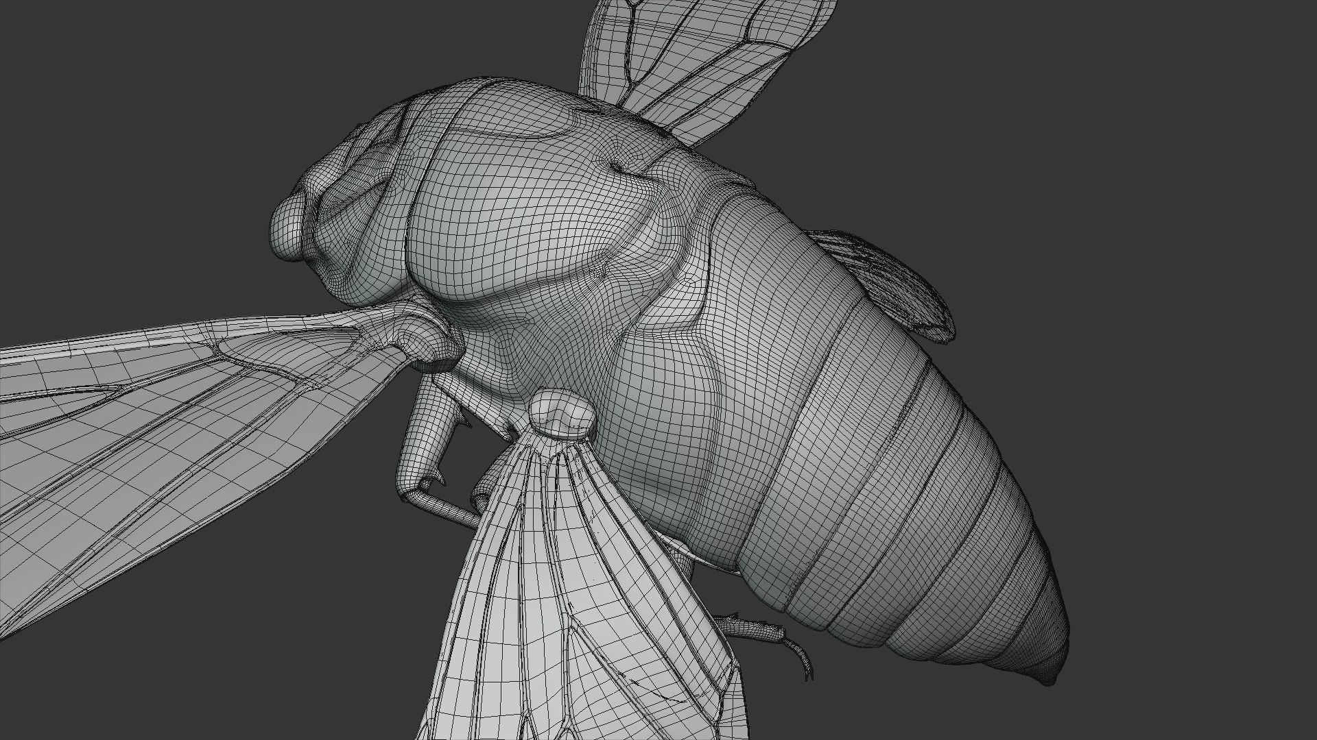 Cicada Animated 3D model_35